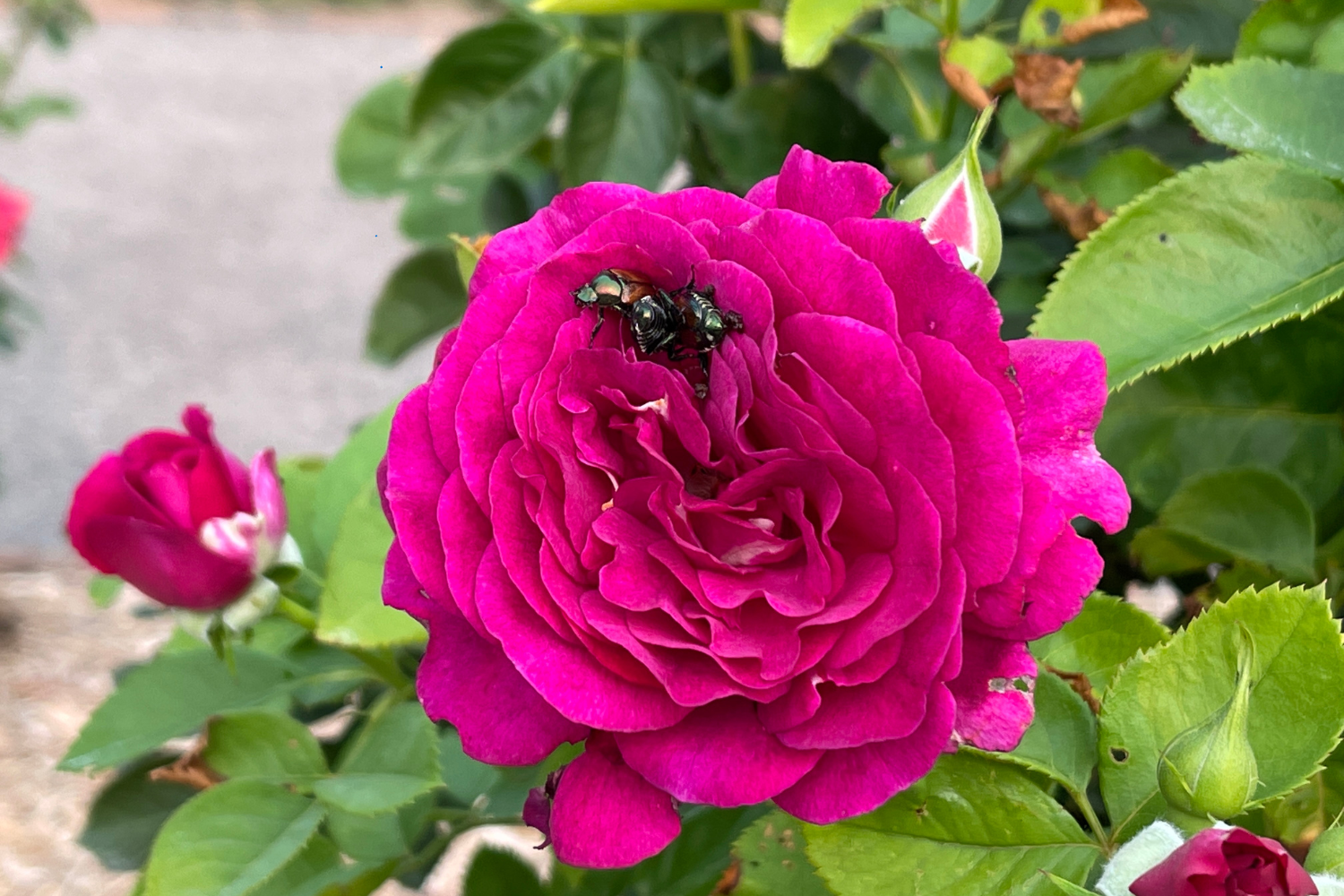 japanese beetle in a rose