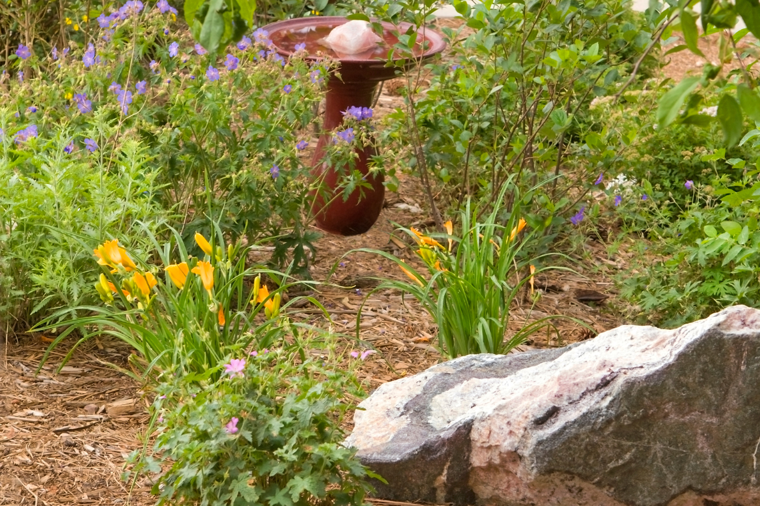 flower. garden with rock