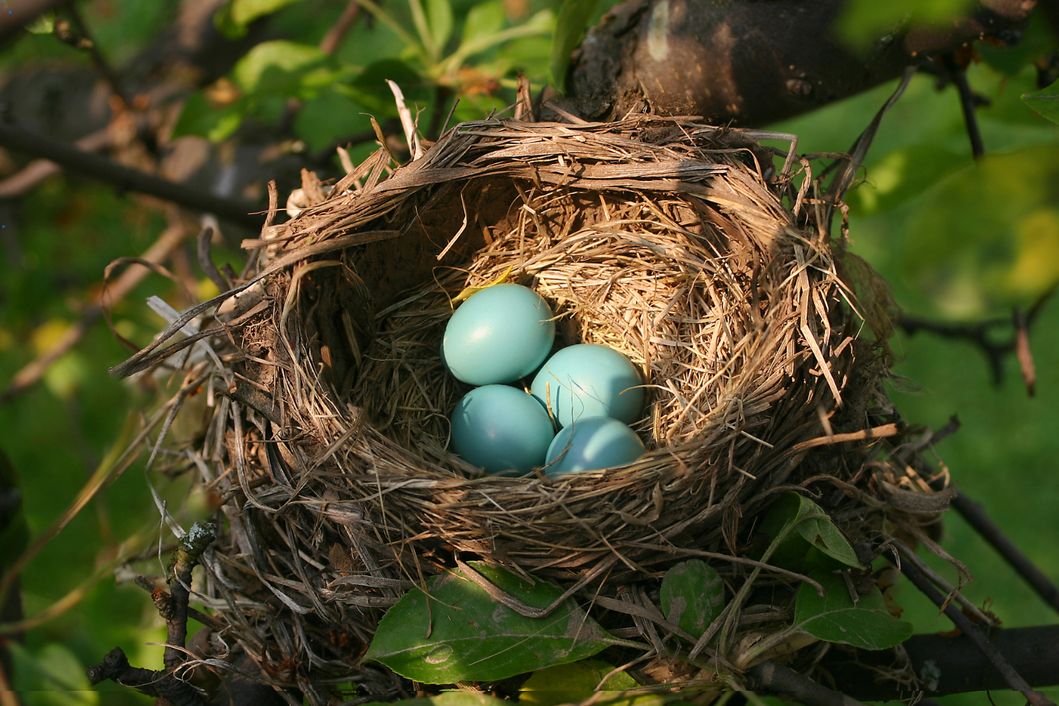 birds nest with robin eggs