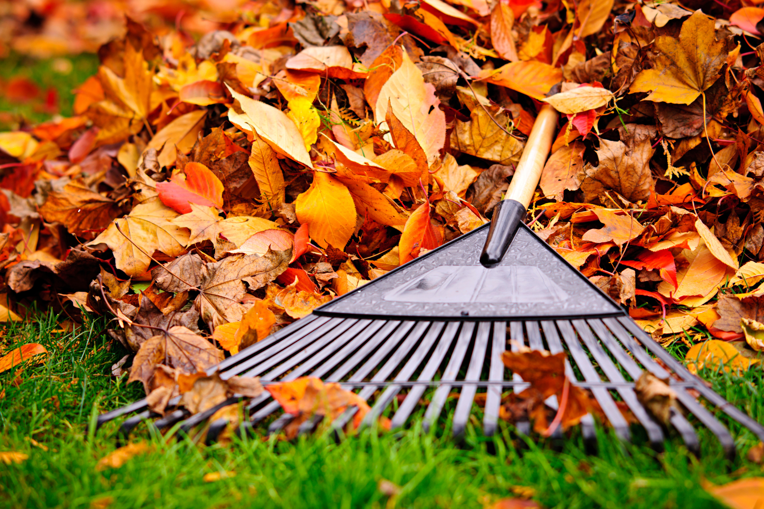 a rake on a pile of leaves