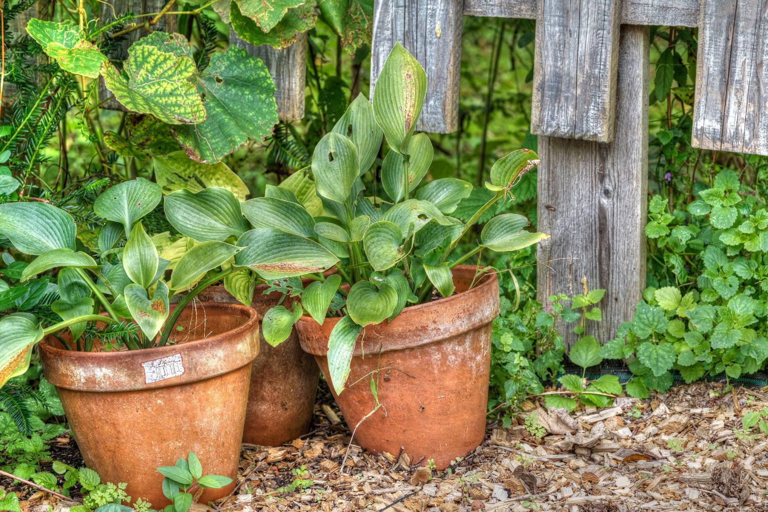 hostas in pots