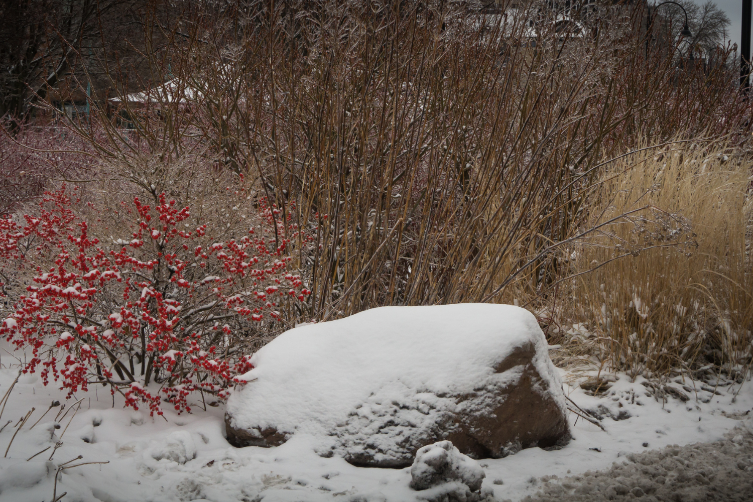 winter garden with berries and grasses