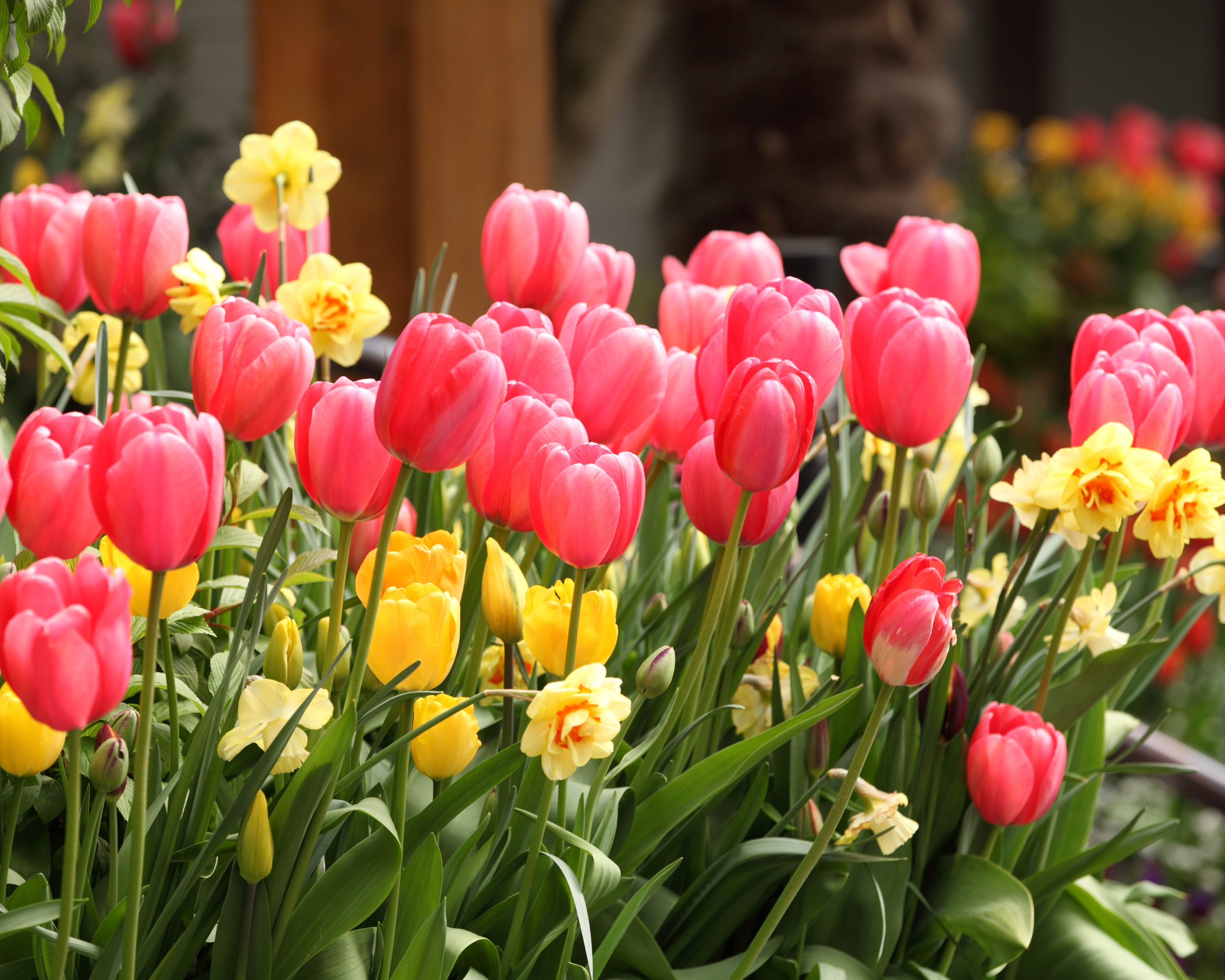 tulips and daffodils