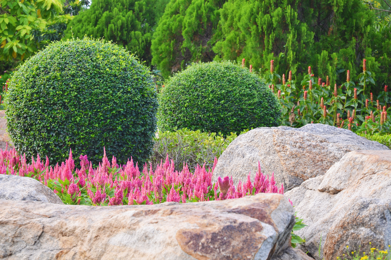 boxwoods, astilbe and other plants
