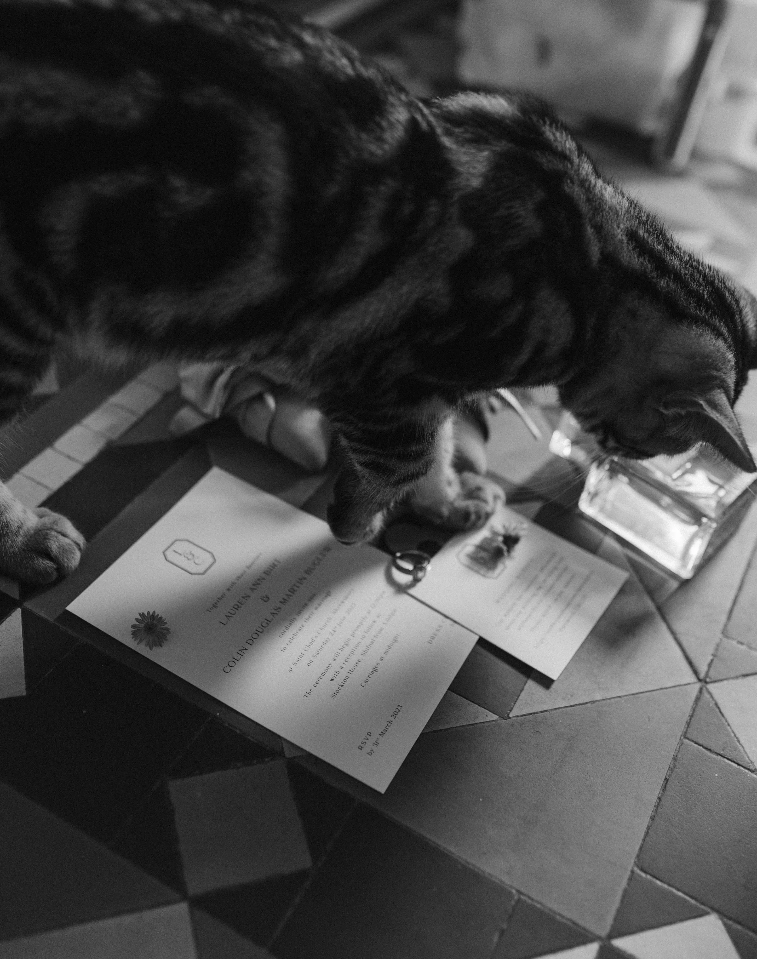 A tabby cat sniffing wedding invitations and cards on a tiled floor.