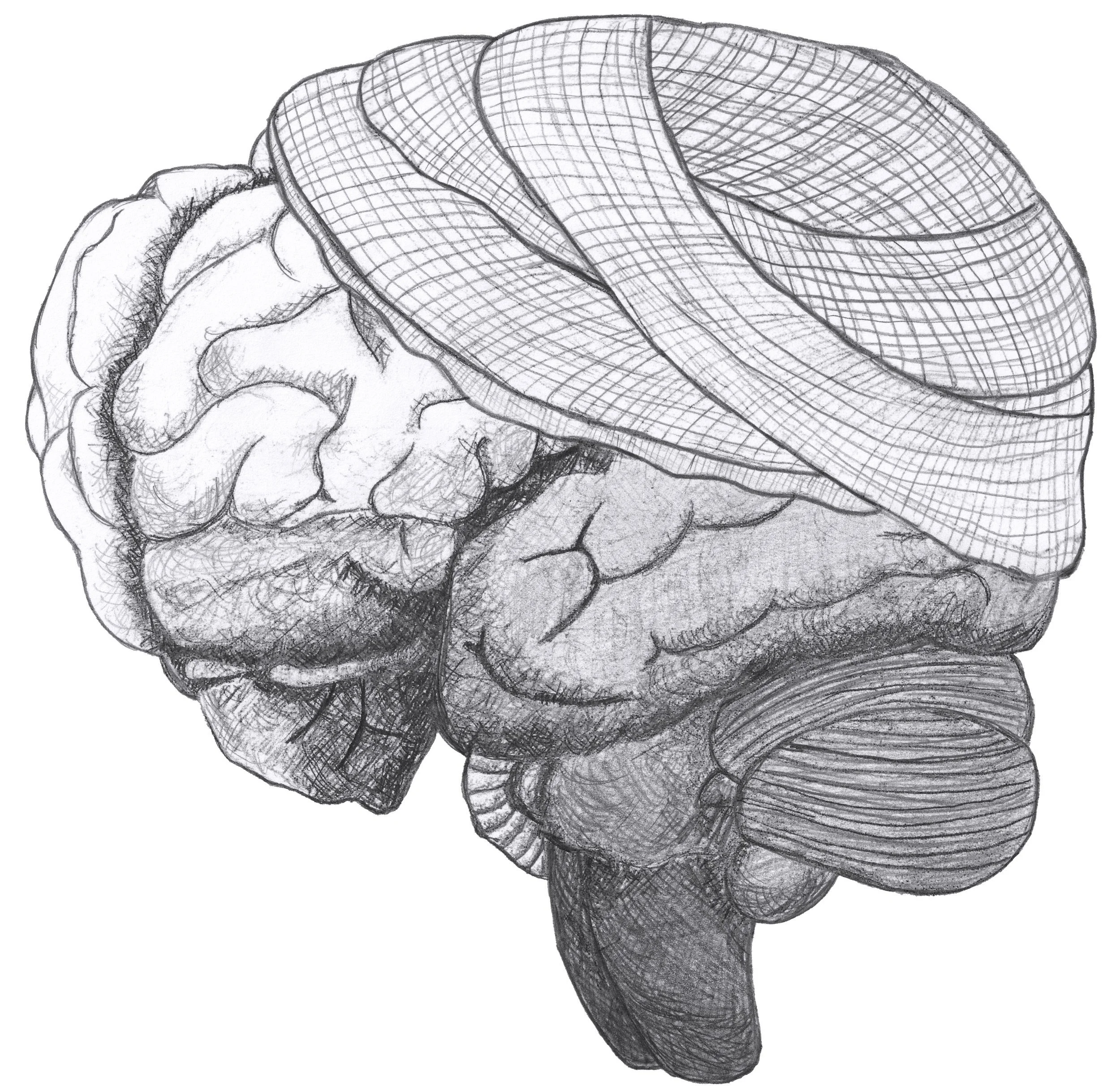 Brain Drawing - FINAL EDITED 2.jpg
