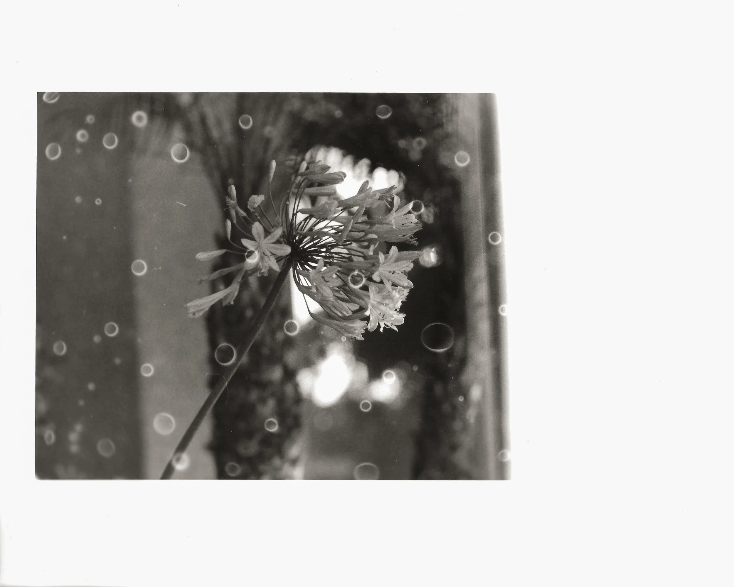 Glue - Camden Flower no frame.jpg