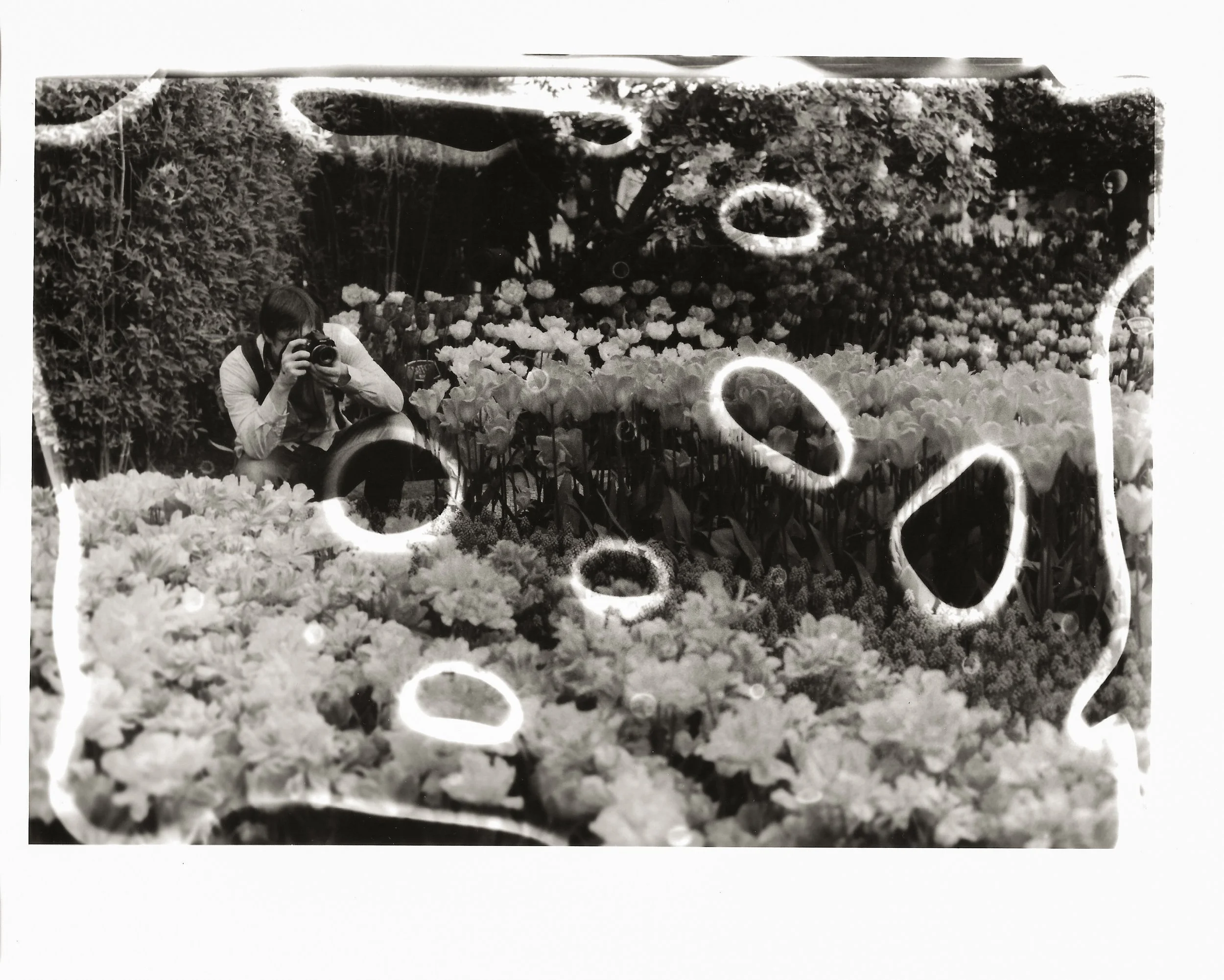 Glue - Seattle Tulips.jpg