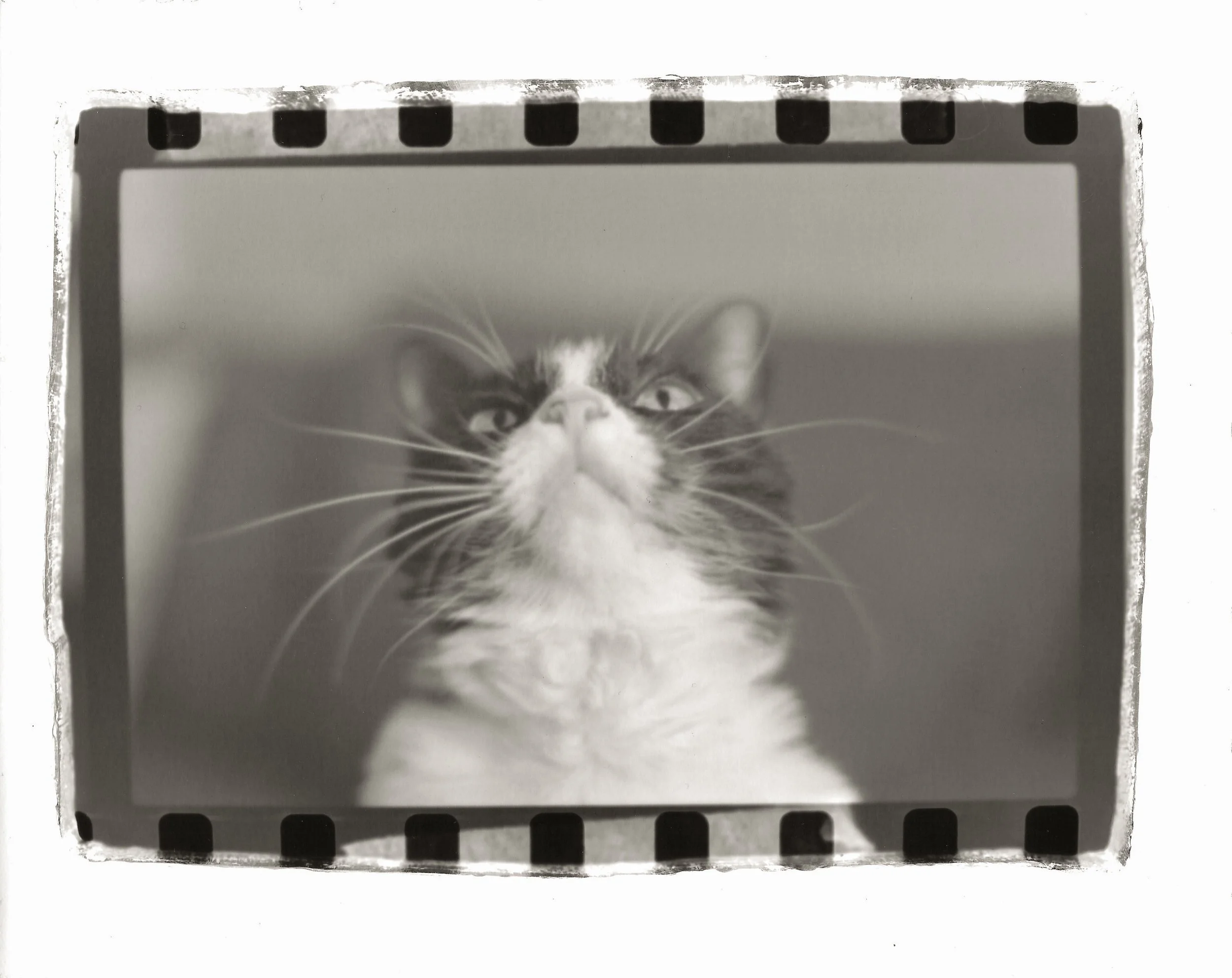 Morning Glory Silly.jpg