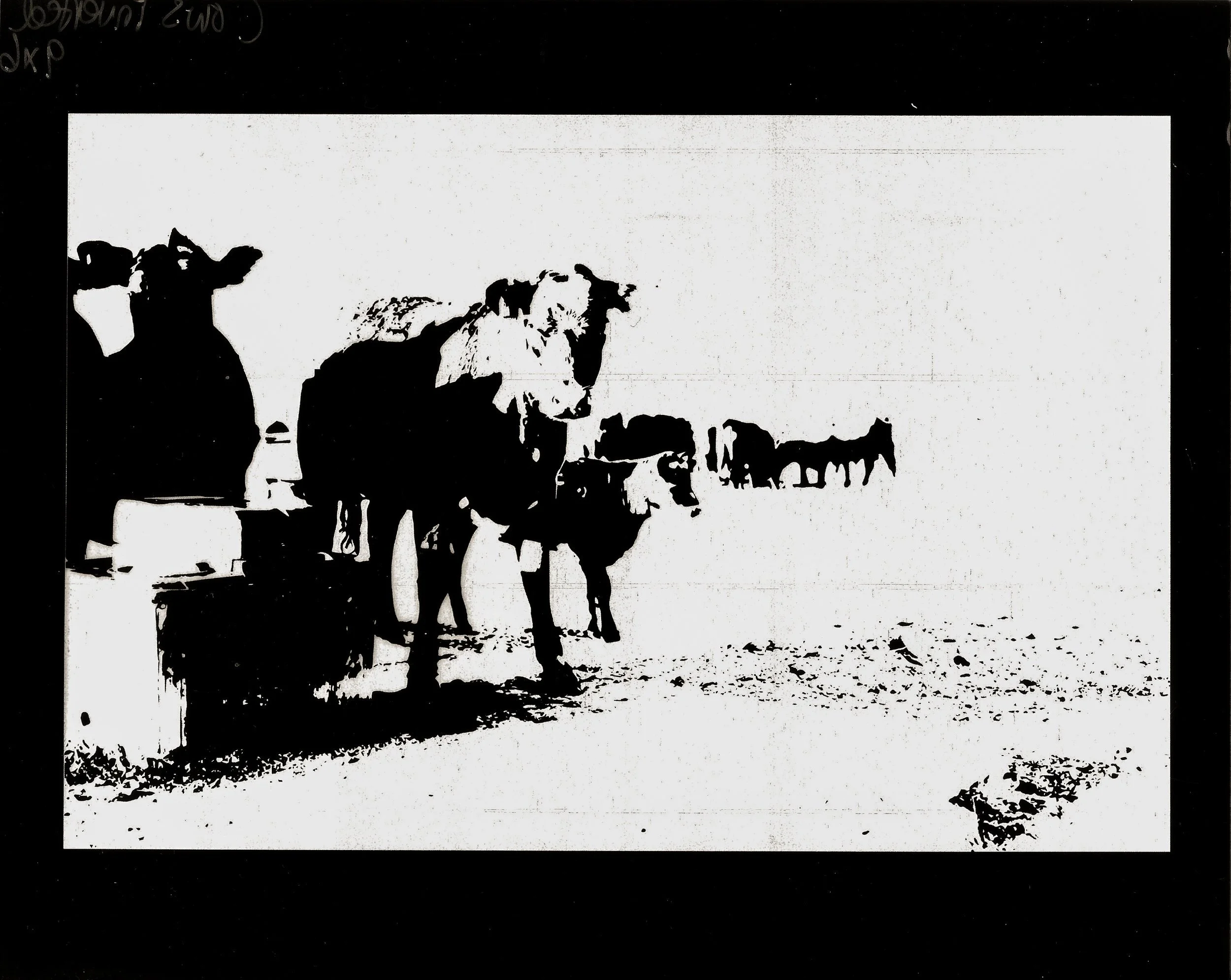 Transparent - Cows RC.jpg