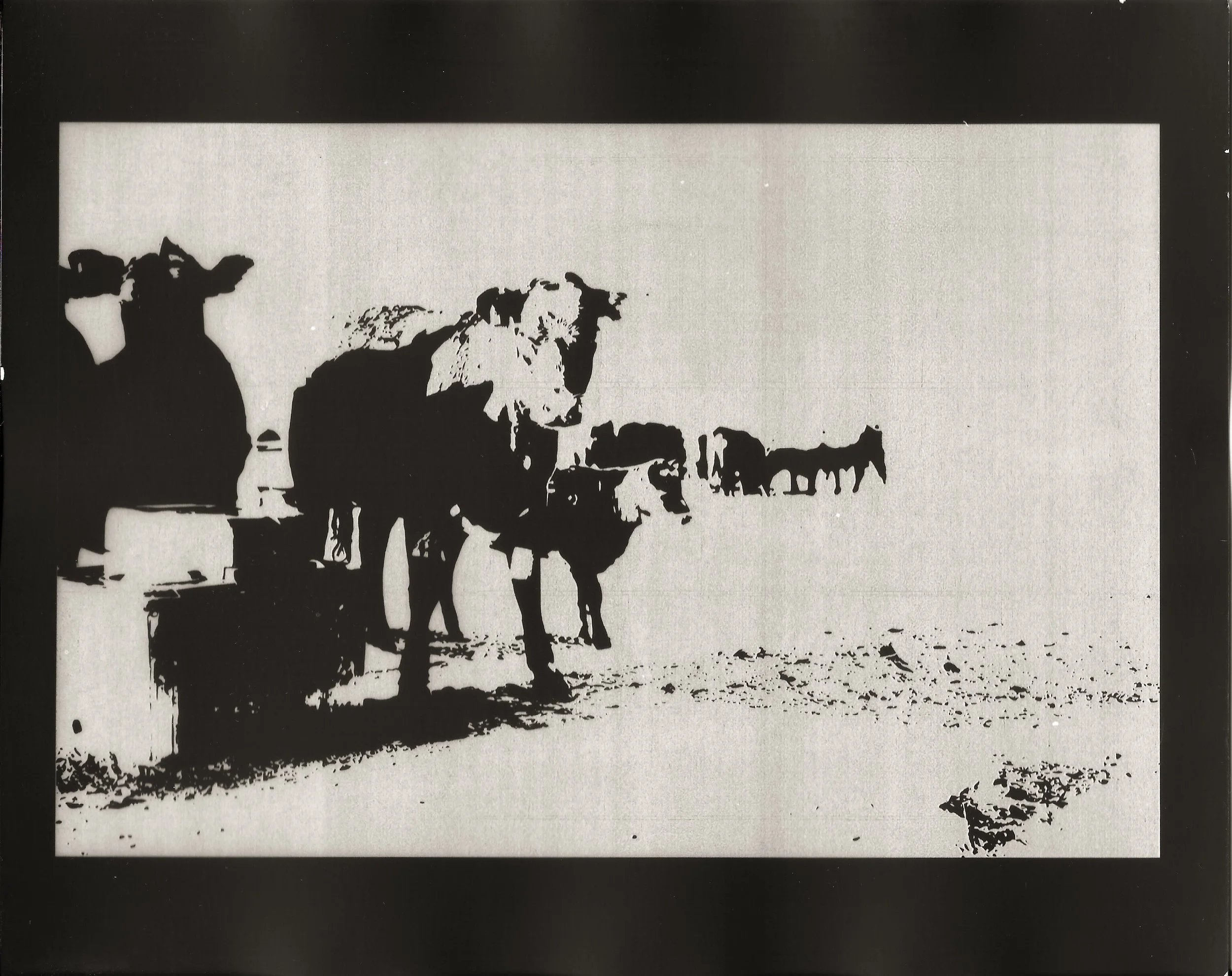 Transparent - Cows.jpg