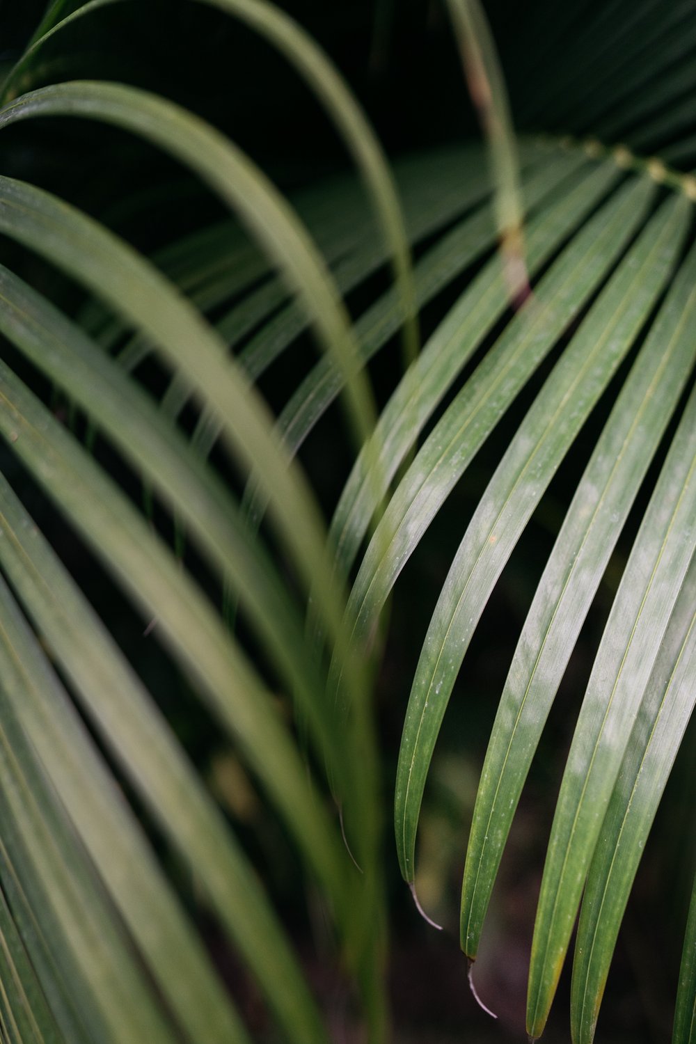 rosewood-mayakoba-wedding-photography-Leslie-Rodriguez-Photography-94.jpg