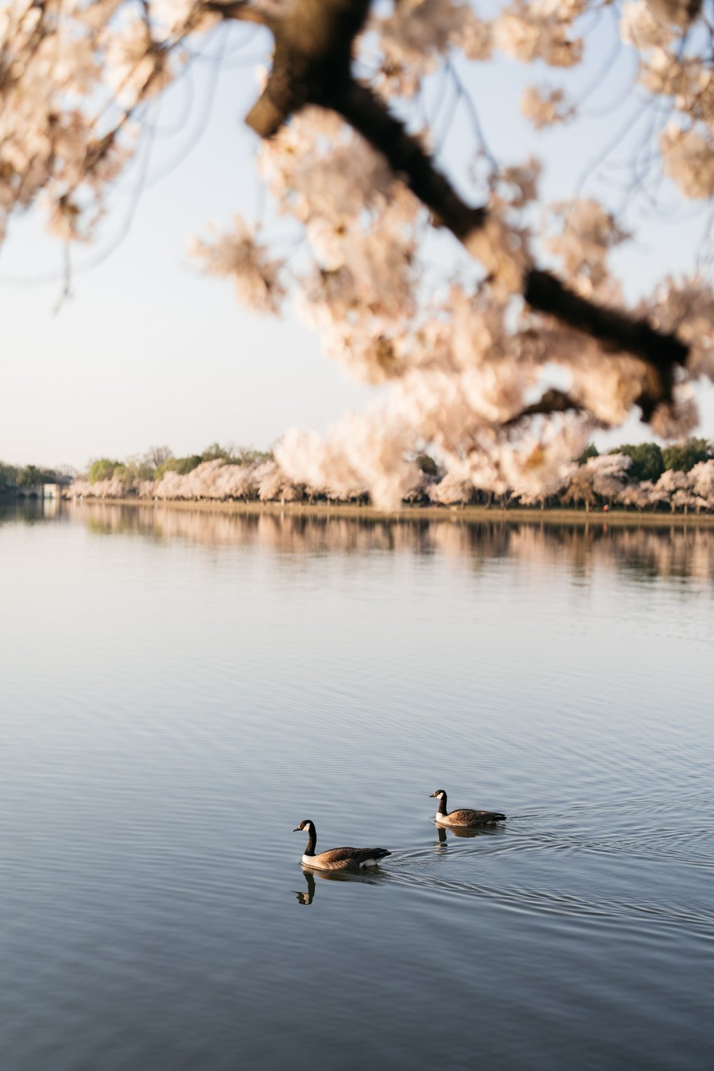 DC-cherryblossom-engagement-photogrpaher-leslie-rodriguez-photography-22.jpg