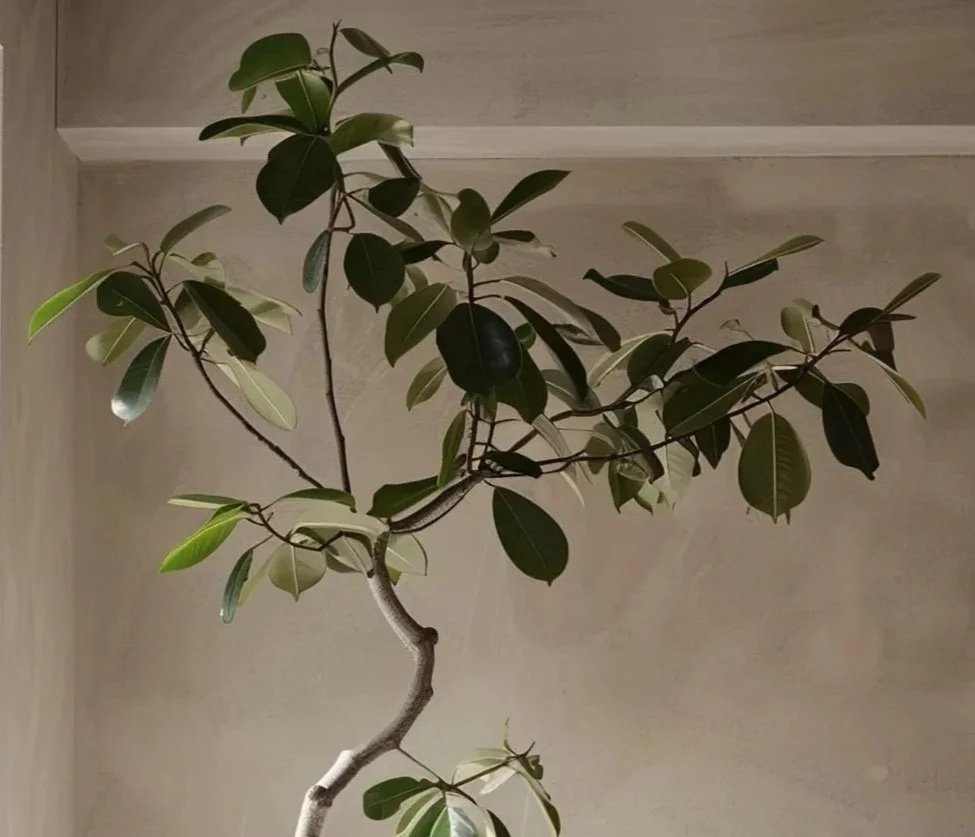 What is Biophilic Design?