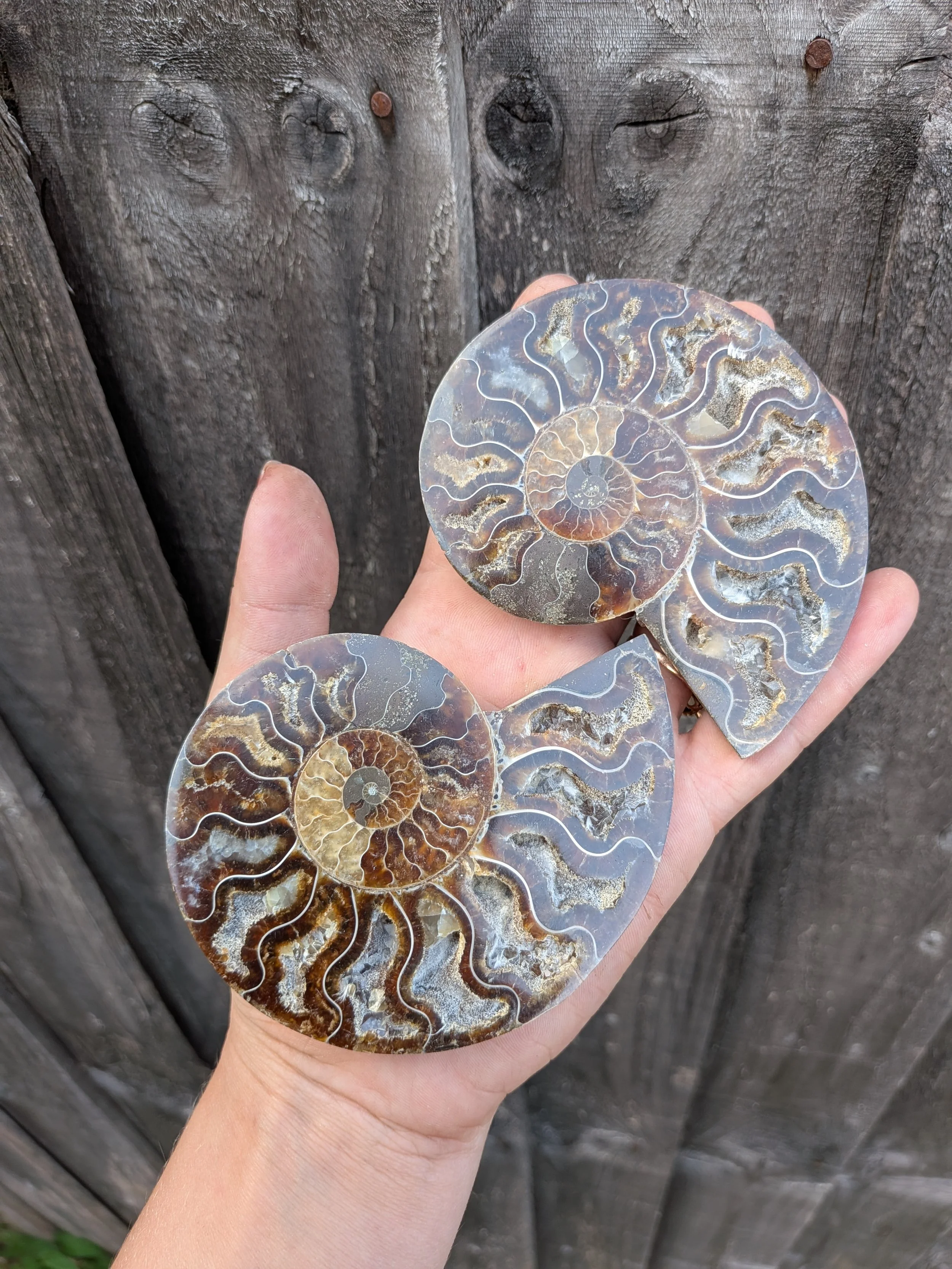 Ammonite Pair