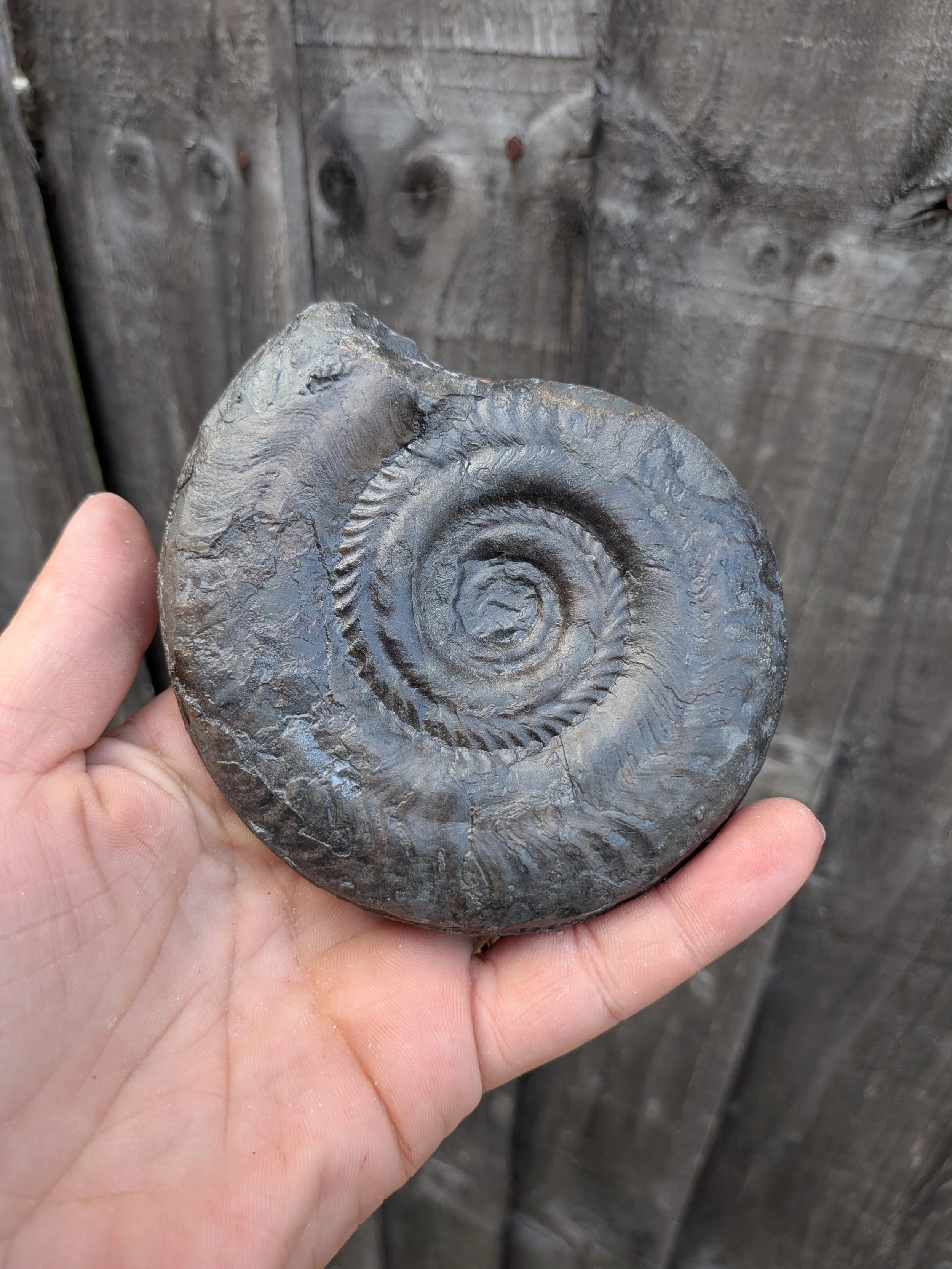 Ammonite