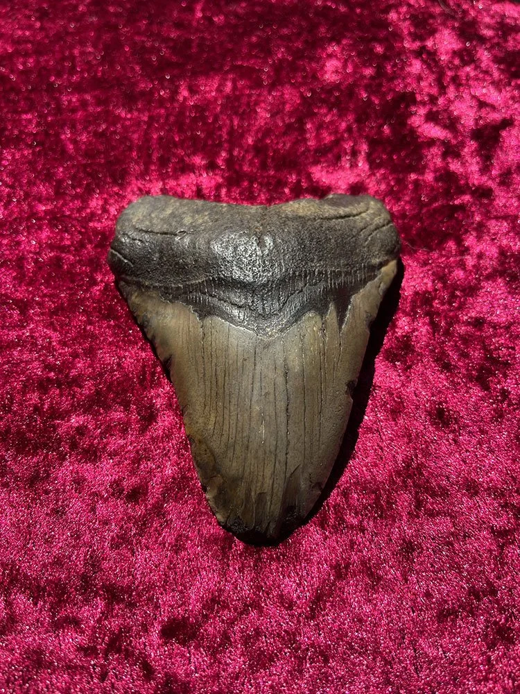 Megalodon-Tooth_1.JPG