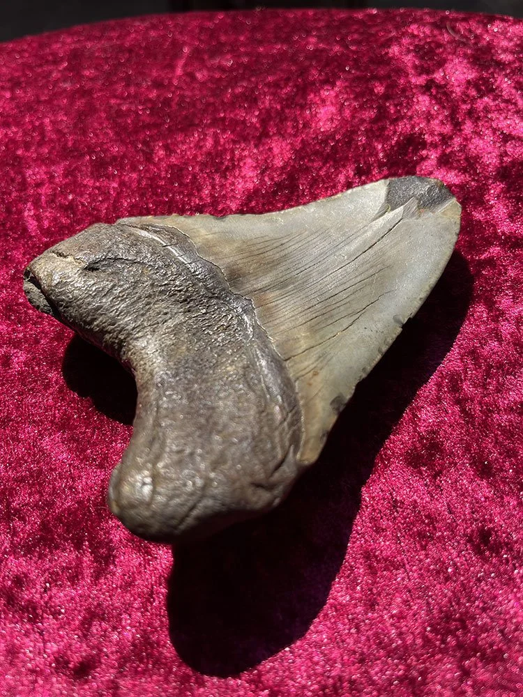 Megalodon-Tooth_4.JPG