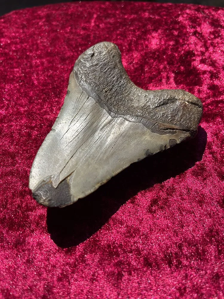 Megalodon-Tooth_3.JPG