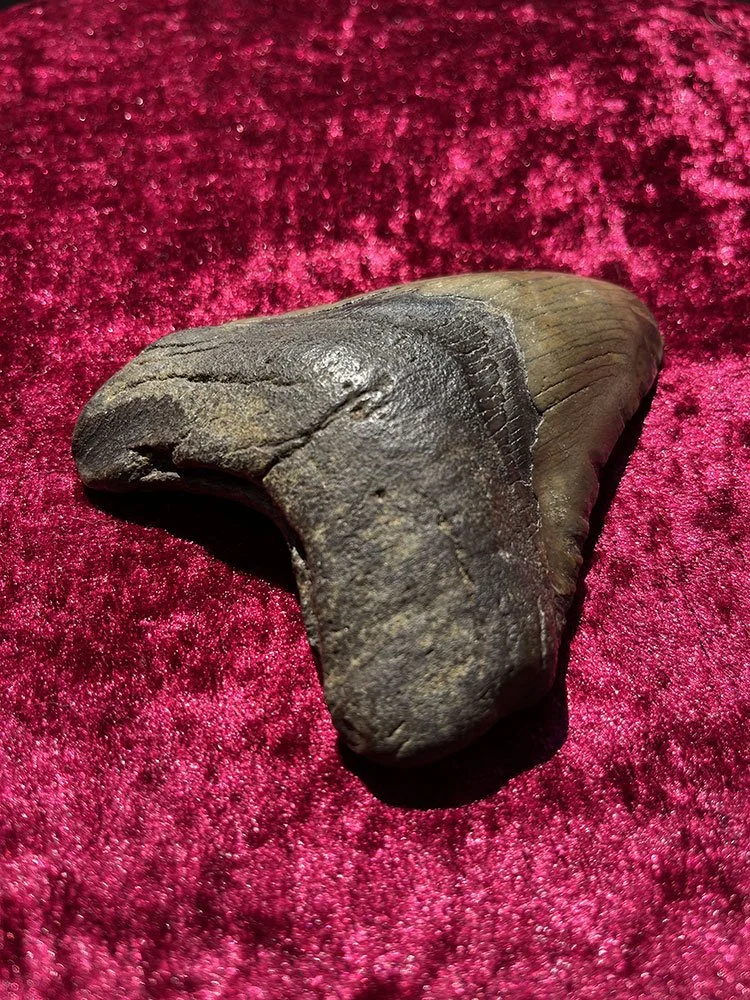 Megalodon-Tooth_2.JPG