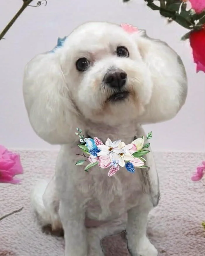 Show us your favorite holiday or spring themed grooming pics you took this week! Did you have a backdrop and props? Special themed bandanas and bows? Or are you a AI or photoshop genius? Show us! We want to see!!