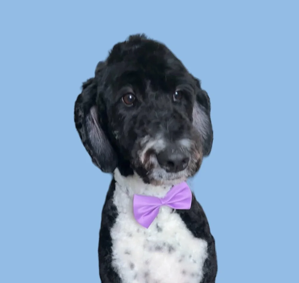 OneonOne Dog Grooming Rochester at PK Pet Resort & Spa — PK Pet