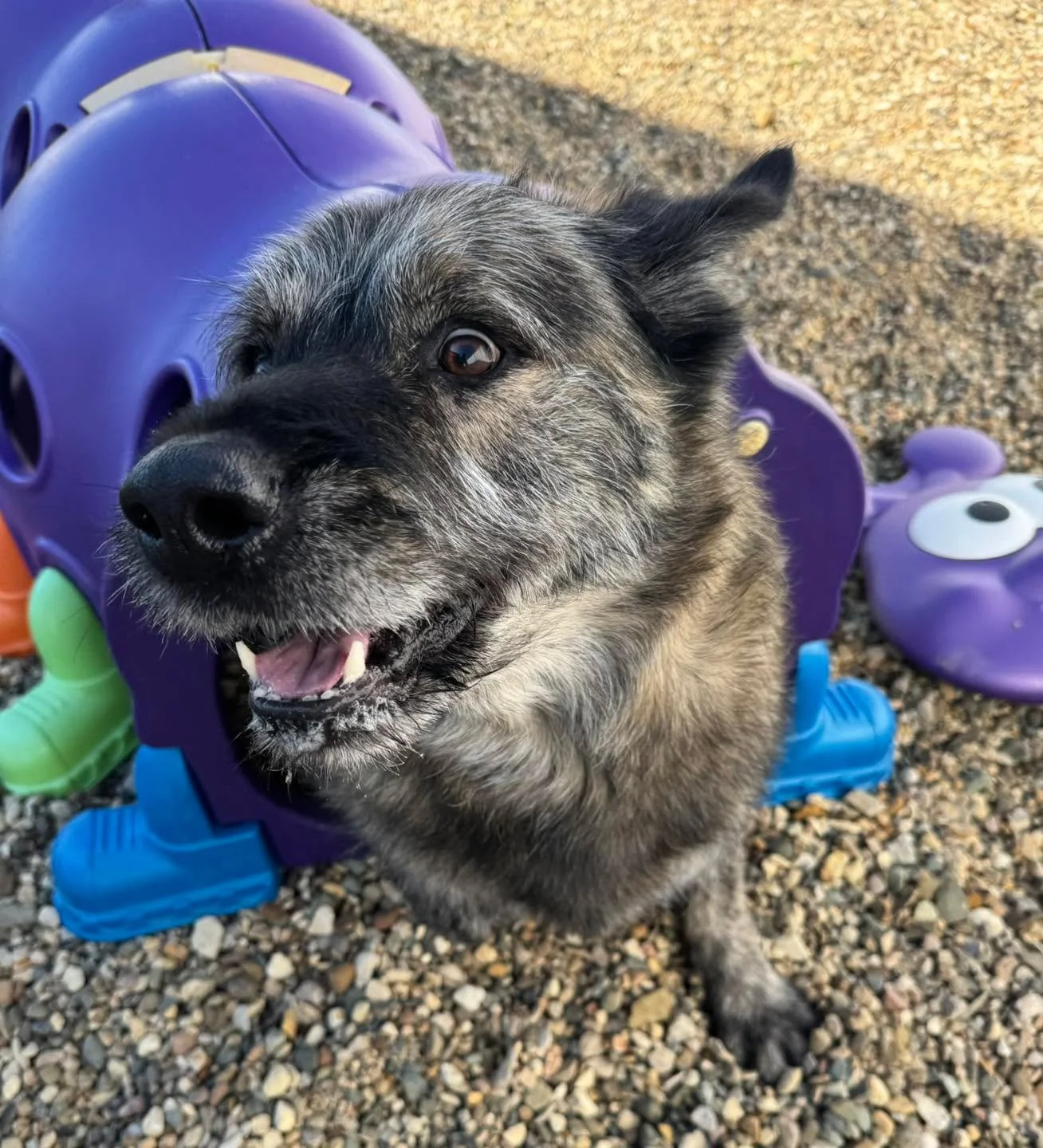 🐶🐾🦴🩷💙💜