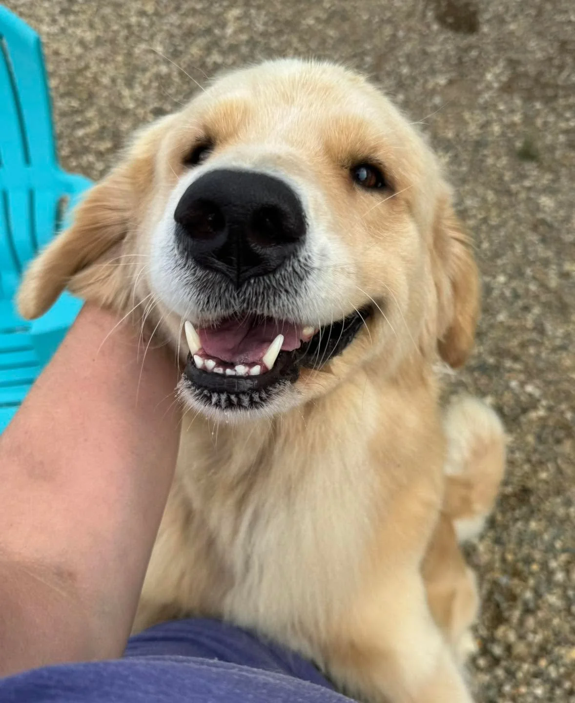 Happy Weekend! 🐾 🩷💙💜

#dogsoftiktok #dogslife #dogsofinstaworld #dogsofinstagram #dogs #dogsparadise #dogspaday #dogstagram #boardingkennellife #dogsofig #dogspa #dogsofinsta #minnesotadoggrooming #luxurydogboarding #doghotel #luxurydog #dogresor