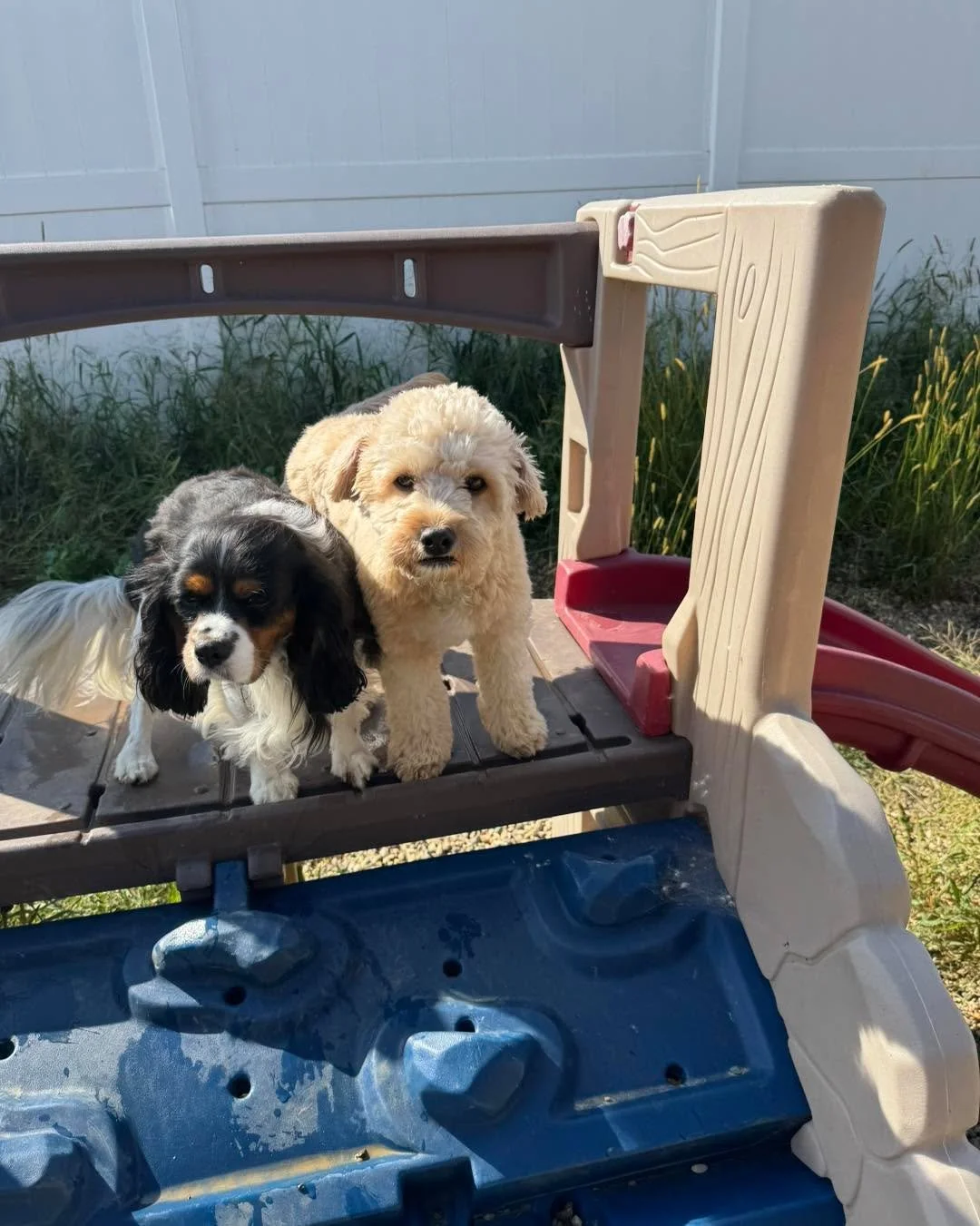 More adorable pups from this week! 🐾🩷💙💜

#dogsoftiktok #dogslife #dogsofinstaworld #dogsofinstagram #dogs #dogsparadise #dogspaday #dogstagram #boardingkennellife #dogsofig #dogspa #dogsofinsta #minnesotadoggrooming #luxurydogboarding #doghotel #