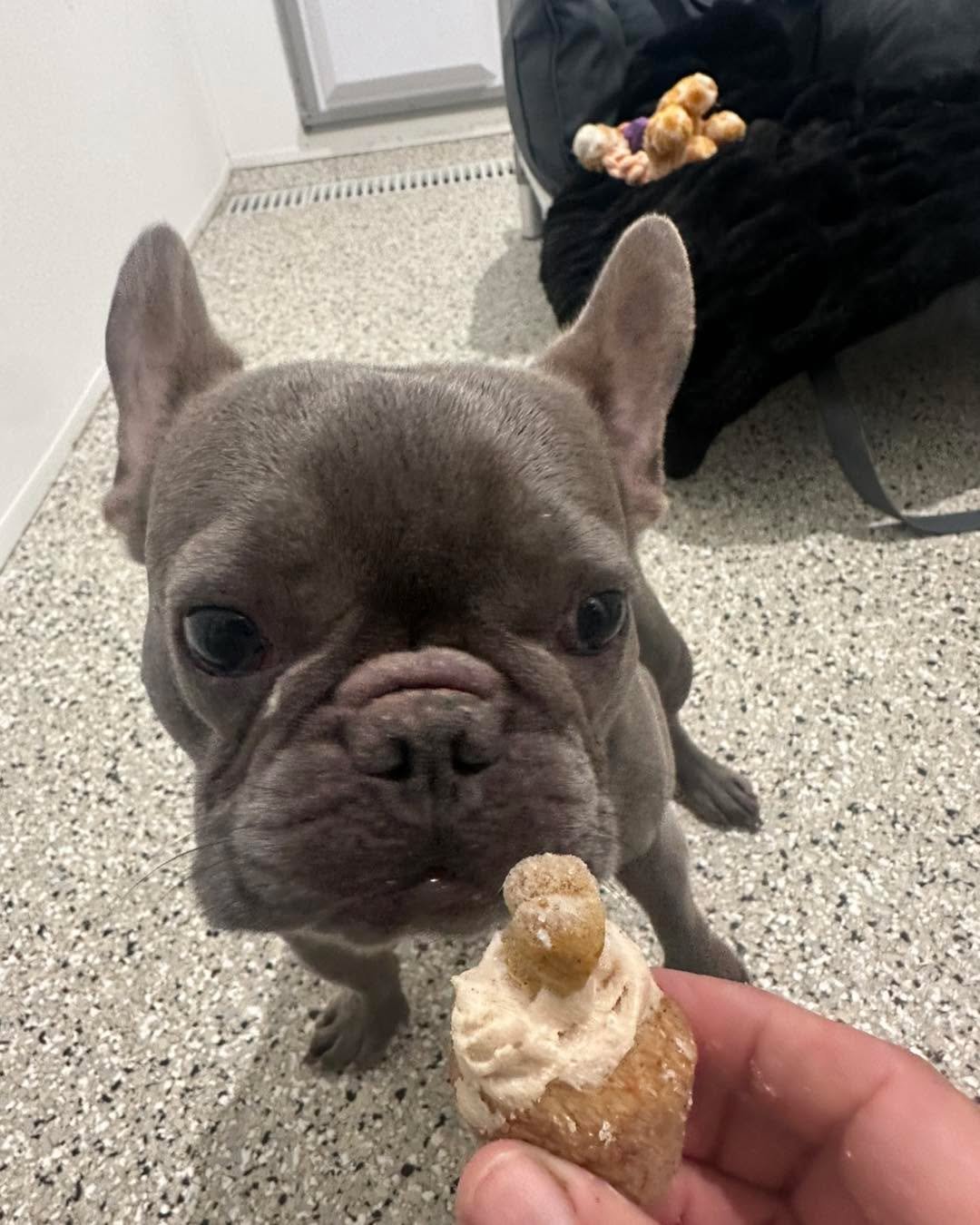 A few faces this Thanksgiving Day having their special treat from Must be Ruff!