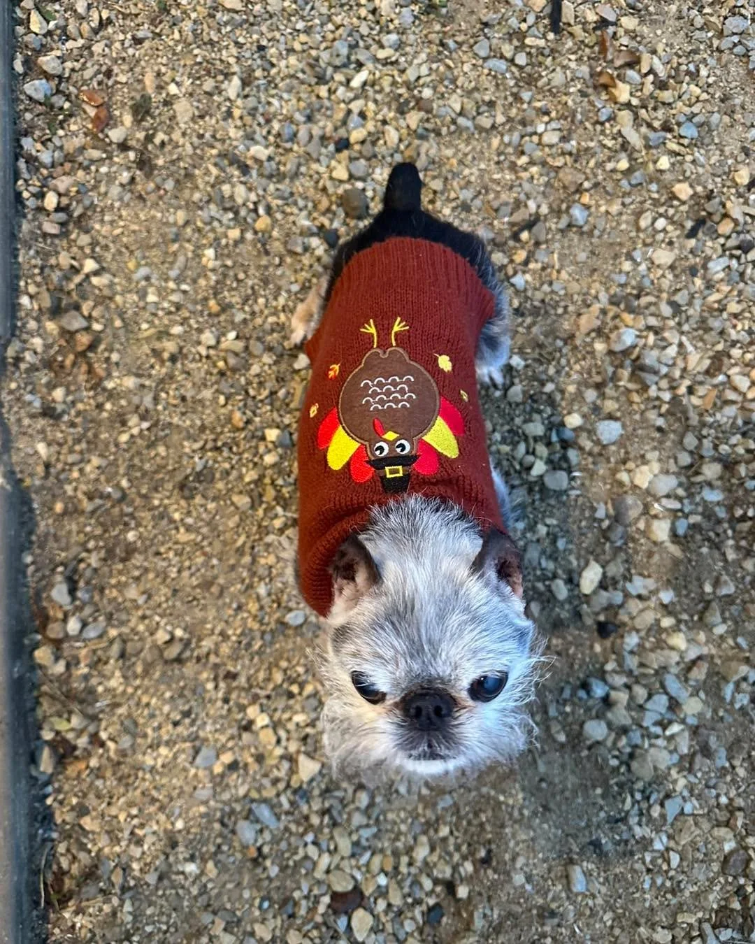 Happy Thanksgiving to all our wonderful clients and pups.
We are thankful for having your trust in caring for you beloved companion.
We are thankful for days full of love and happiness .

Our CCO ( Chief Canine Officer) sporting his tukey 
sweater an