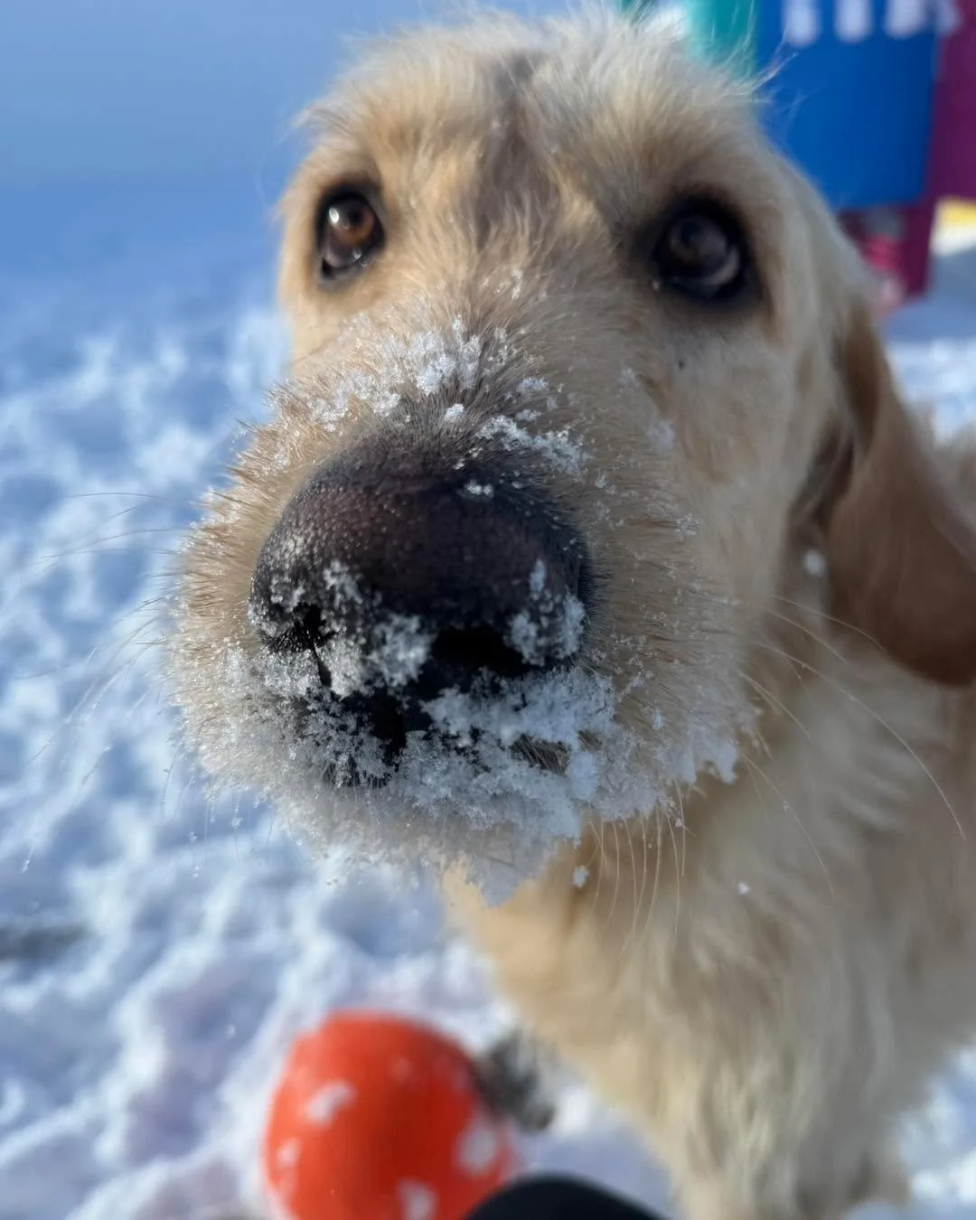 Snow Days! ❄️ ⛄️