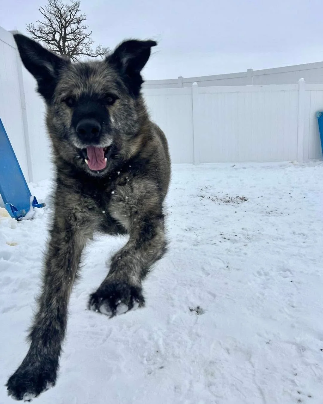 Some like it hot and some love the snow☀️❄️ 

 #dogsoftiktok #dogslife #dogsofinstaworld #dogsofinstagram #dogs #dogsparadise #dogspaday #dogstagram #boardingkennellife #dogsofig #dogspa #dogsofinsta #minnesotadoggrooming #luxurydogboarding #doghotel