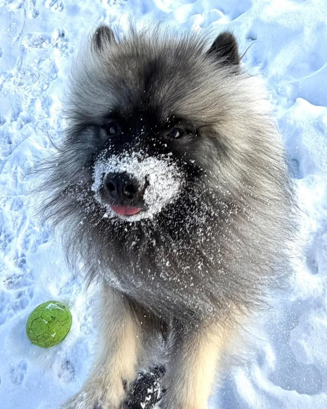 ❄️❄️❄️ 

#dogsoftiktok #dogslife #dogsofinstaworld #dogsofinstagram #dogs #dogsparadise #dogspaday #dogstagram #boardingkennellife #dogsofig #dogspa #dogsofinsta #minnesotadoggrooming #luxurydogboarding #doghotel #luxurydog #dogresort #minnesotadogs 