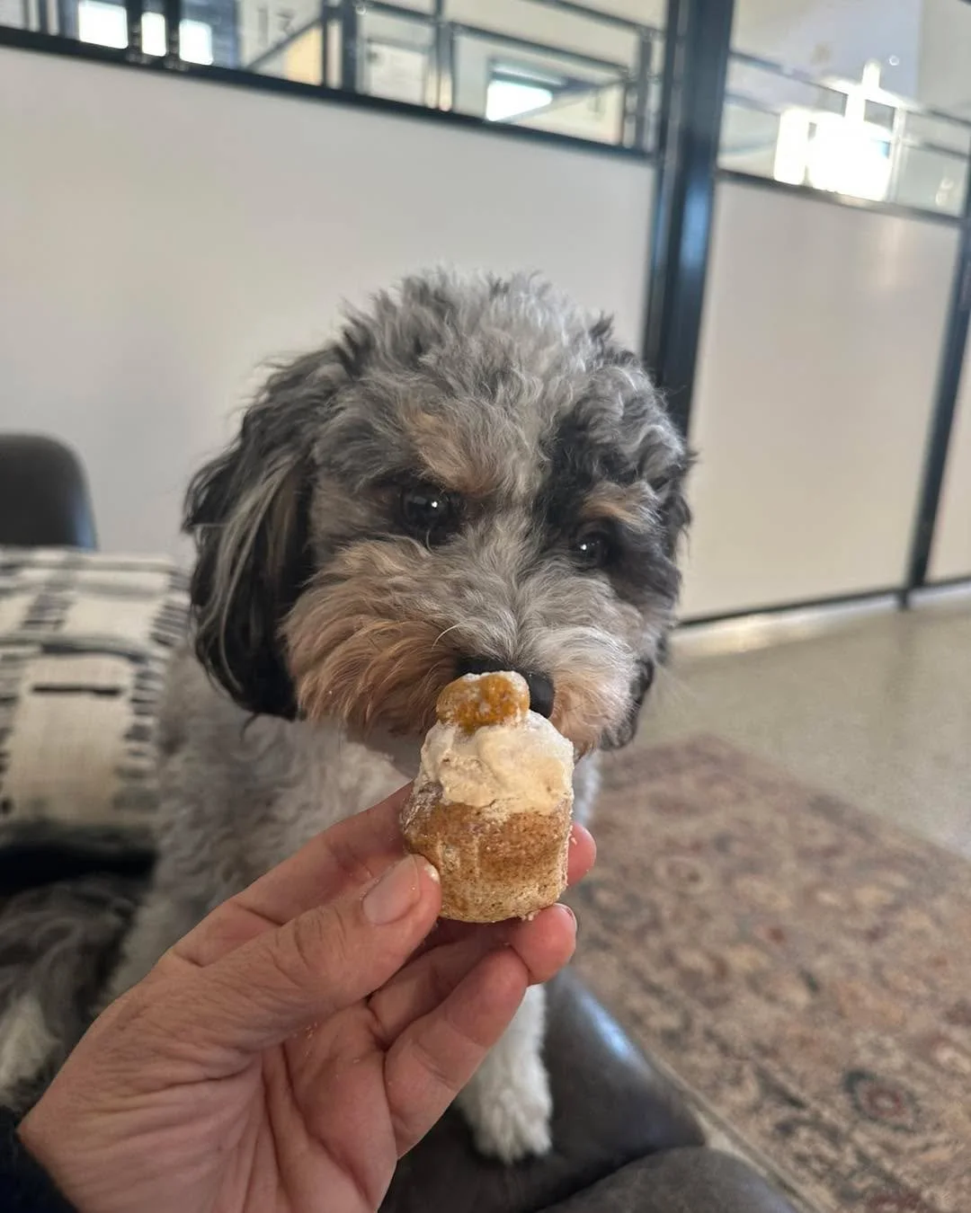 Too cold out there! We are inside enjoying the best baked goods by Must be Ruff must.beruff