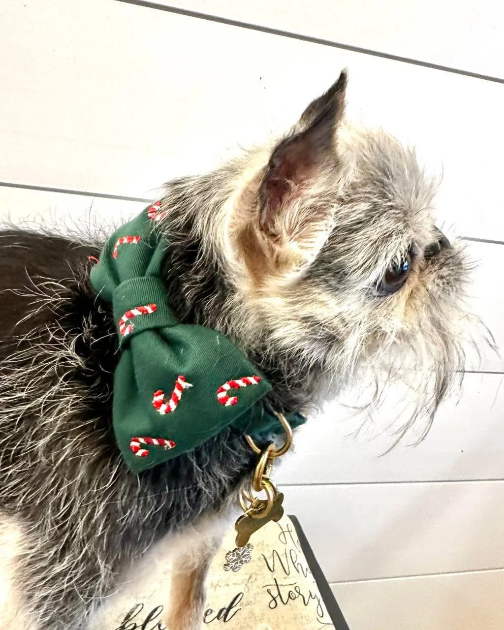 It&rsquo;s Frodo&rsquo;s 12 Days of Christmas Fashion Show!

Warm day so Frodo is wearing his Candy Cane Bow Tie and looking debonair.

Stay tuned for the next two weeks of once a day trendy looks.