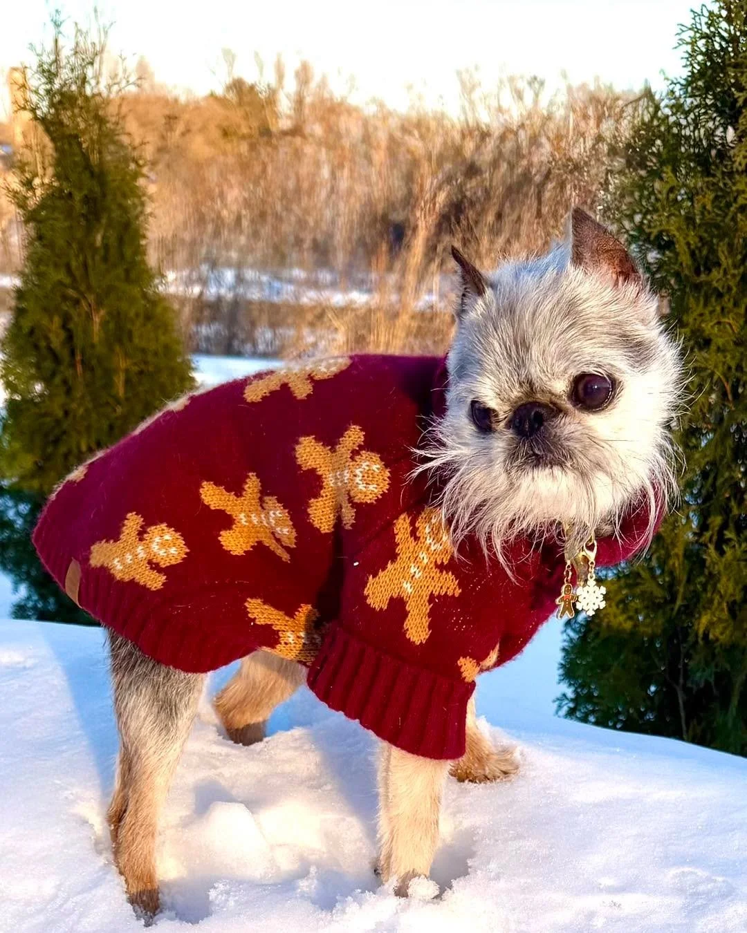 Frodo&rsquo;s 12 Days of Christmas Fashion Show 

#brusselsgriffon #FrodosFashionFriday #christmas2025