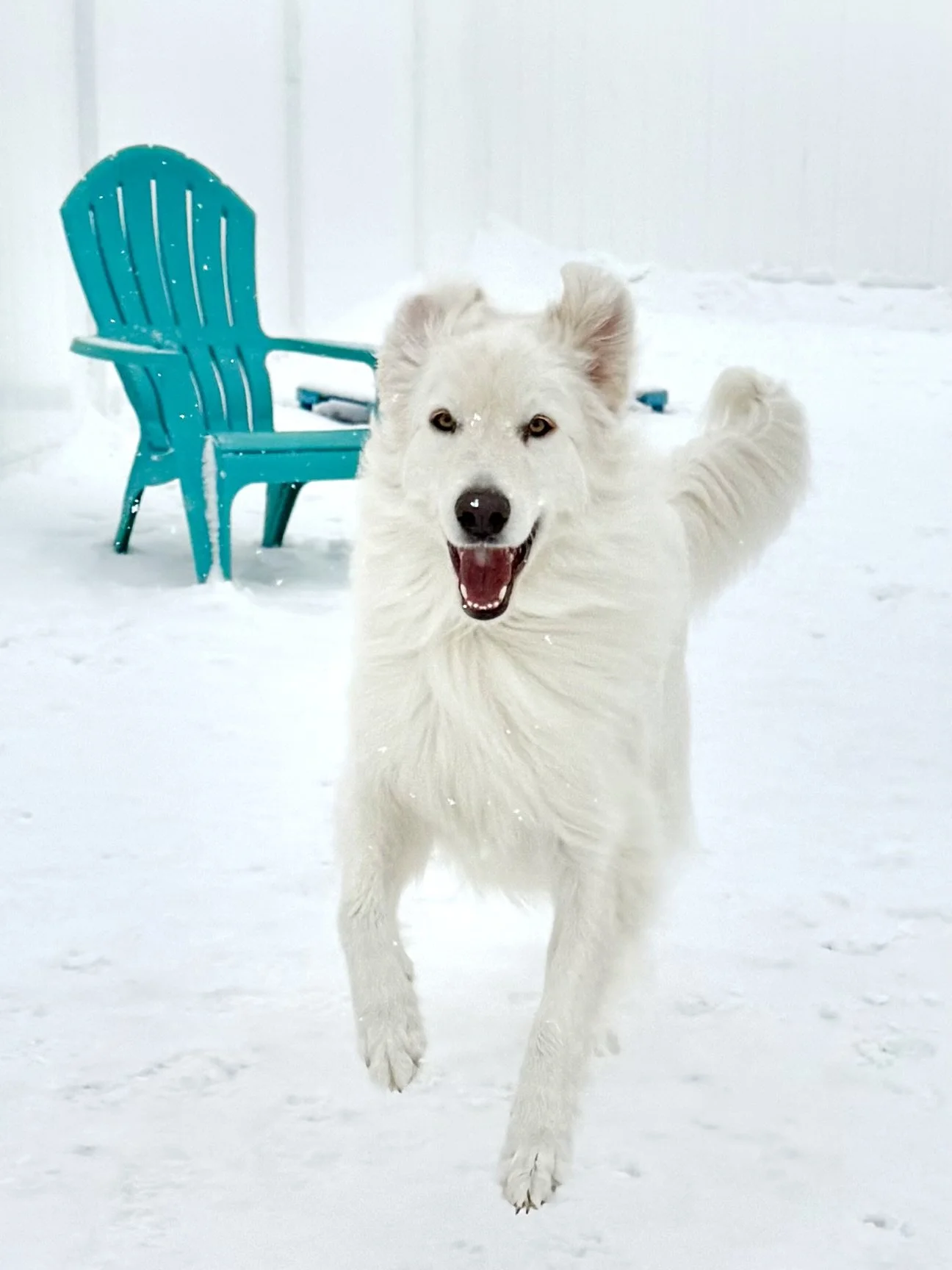 January at P-K Pet Resort &amp; Spa