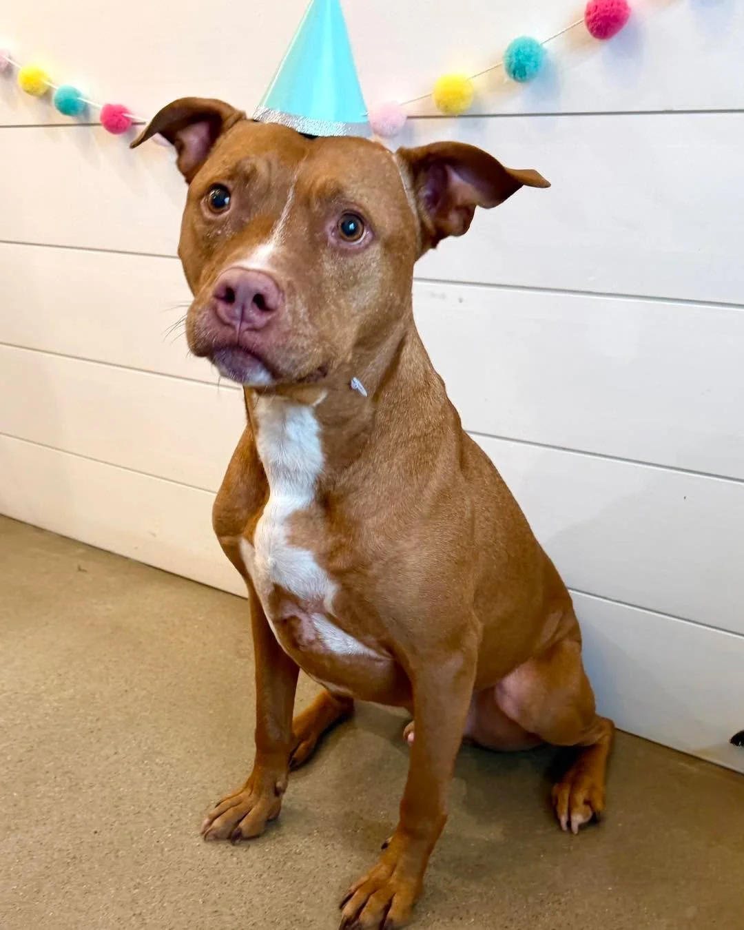 Happy 8th Birthday Rocky!🎉🎂💜

#dogbirthday #dogsoftiktok #dogslife #dogsofinstaworld #dogsofinstagram #dogs #dogsparadise #dogstagram #boardingkennellife #dogsofig #dogspa #dogsofinsta #luxurydogboarding #doghotel #luxurydog #dogresort #minnesotad