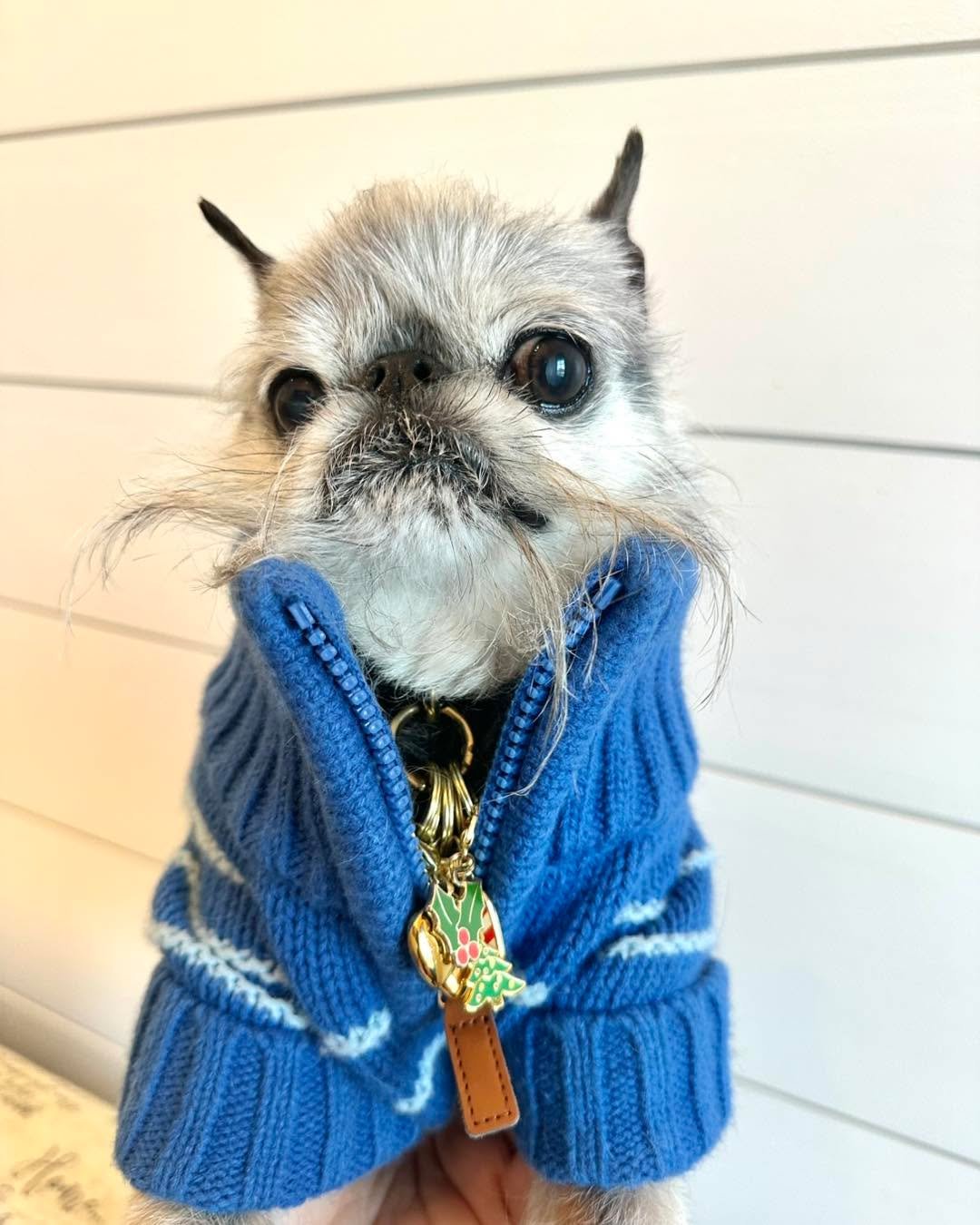 It&rsquo;s Frodo&rsquo;s Fashion Friday!!

2026 starts with dashing Mr Frodo in his brand new blue sweater. How can we stand so much handsomeness??

#FrodosFashionFriday #brusselsgriffonsofinstagram #brusselsgriffon #brusslesgriffon #dogsoftiktok #do