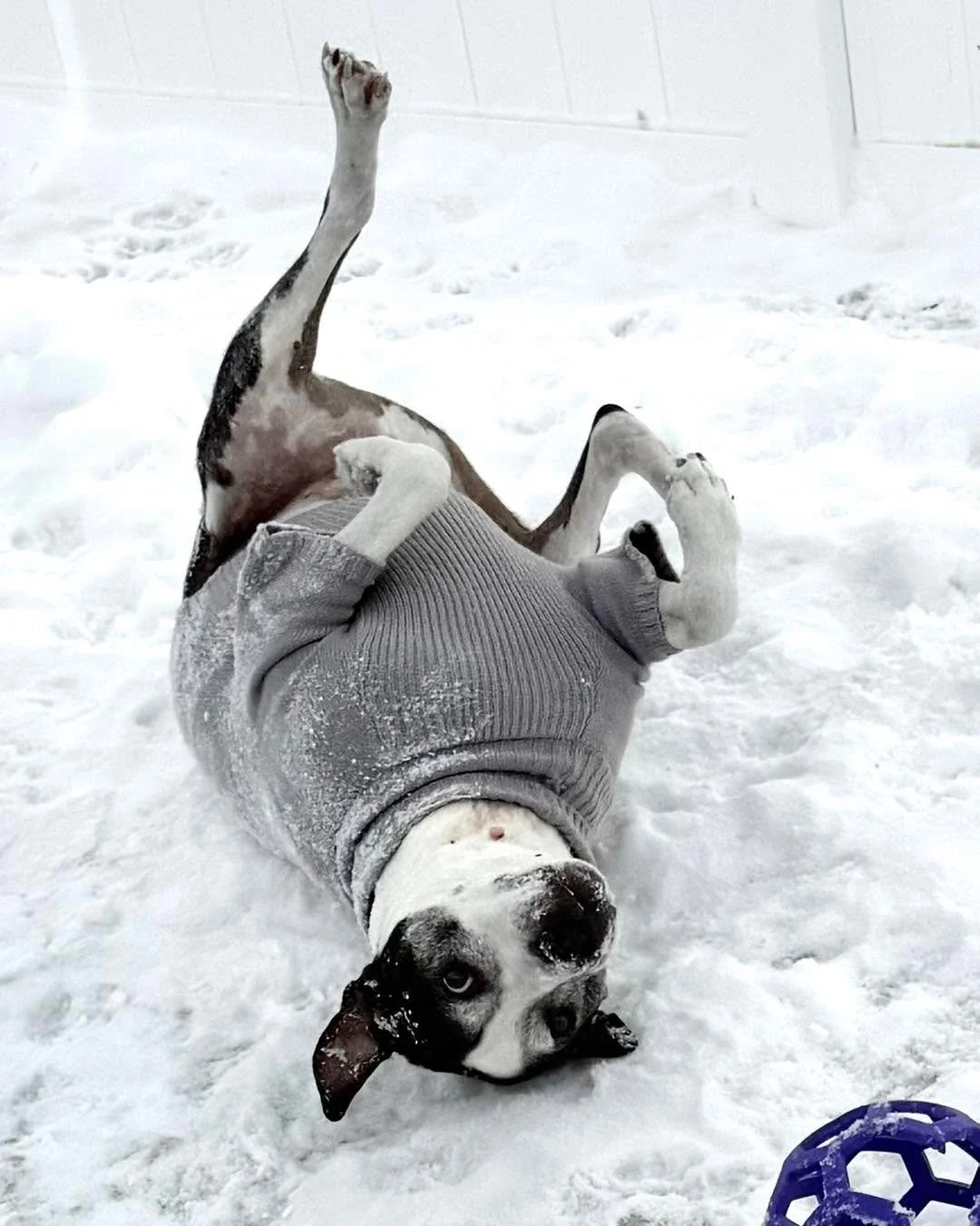 Goofy, sweet boys!!! 🐶😂💜

#dogsoftiktok #dogslife #dogsofinstaworld #dogsofinstagram #dogs #dogsparadise #dogspaday #dogstagram #boardingkennellife #dogsofig #dogspa #dogsofinsta #goofydog #goofydogs #goofy