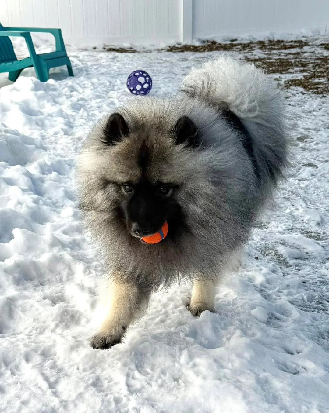 Beautiful day to play outside!☀️

#minnesotadoggrooming #luxurydogboarding #doghotel #luxurydog #dogresort #minnesotadogs #dogboardinglife #minnesotadog #dogboarding #luxurydoghotel #dogspa #luxurydogs #mndogs #mydog #dogsoftiktok #dogslife #dogsofin