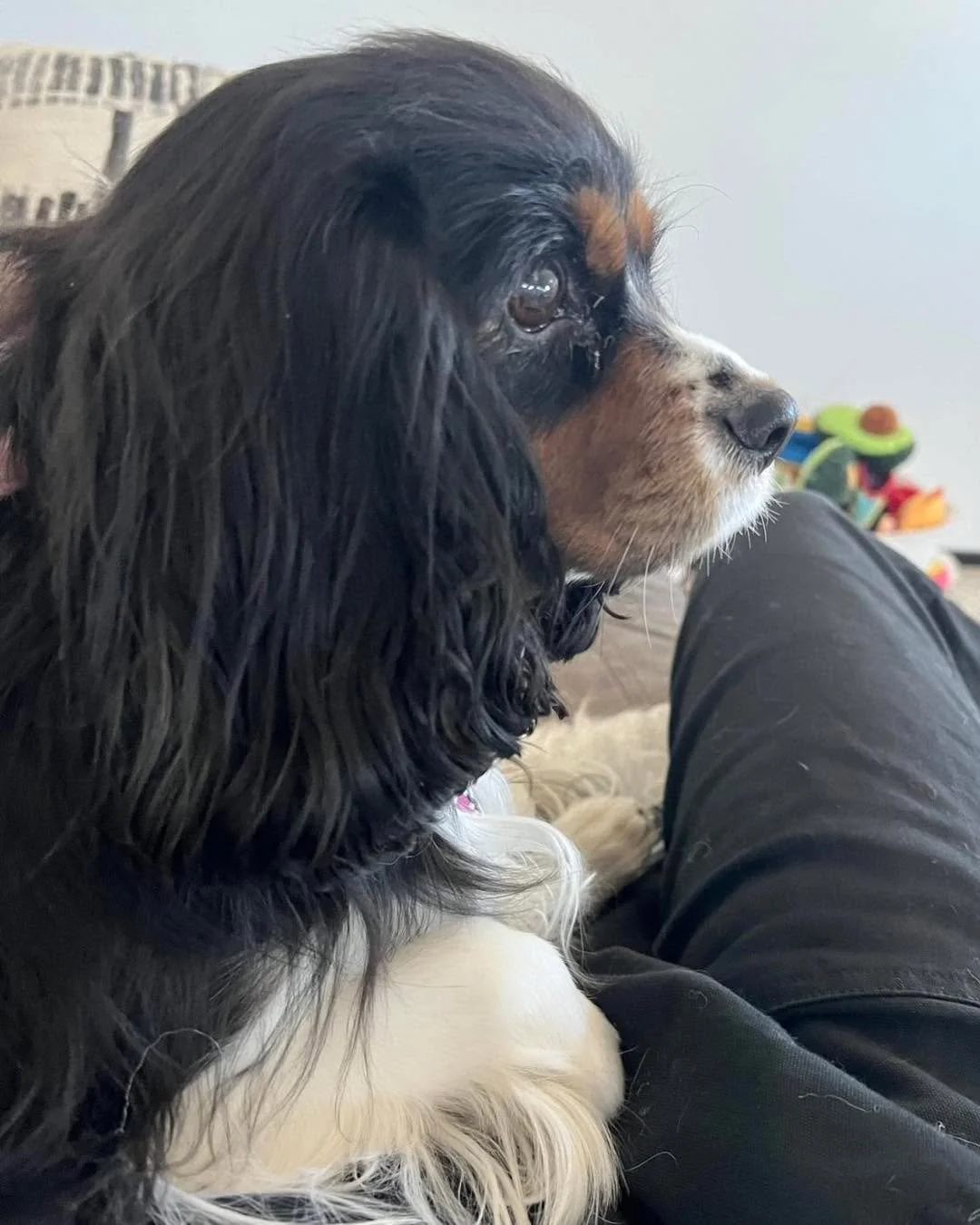 Cold day, cute pups! ❄️ 🐶 

#dogsoftiktok #dogslife #dogsofinstaworld #dogsofinstagram #dogs #dogsparadise #dogspaday #dogstagram #boardingkennellife #dogsofig #dogspa #dogsofinsta #minnesotadoggrooming #luxurydogboarding #doghotel #luxurydog #dogre