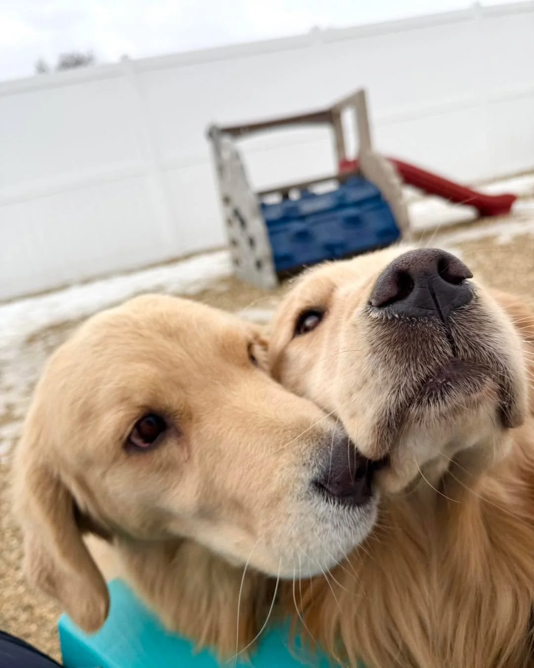 🐾🩷🐾💜🐾💙🐾 

#dogslife #dogsofinstaworld #dogsofinstagram #dogs #dogstagram #boardingkennellife #dogsofig #dogsofinsta #luxurydogboarding #doghotel #luxurydog #dogresort #minnesotadogs #dogboardinglife #minnesotadog #dogboarding #luxurydoghotel #