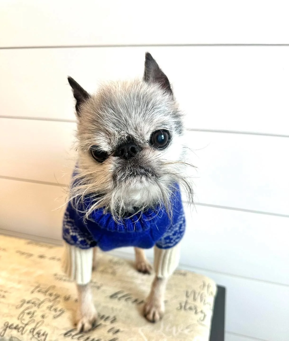 It is Frodo&rsquo;s  Fashion Friday !! 

Ready for Minnesota cold - you betcha.
Sporting his Norwegian style sweater Frodo stays warm and stylish.

#dogsoftiktok #dogslife #dogsofinstaworld #dogsofinstagram #dogs #dogsparadise #dogspaday #dogstagram 