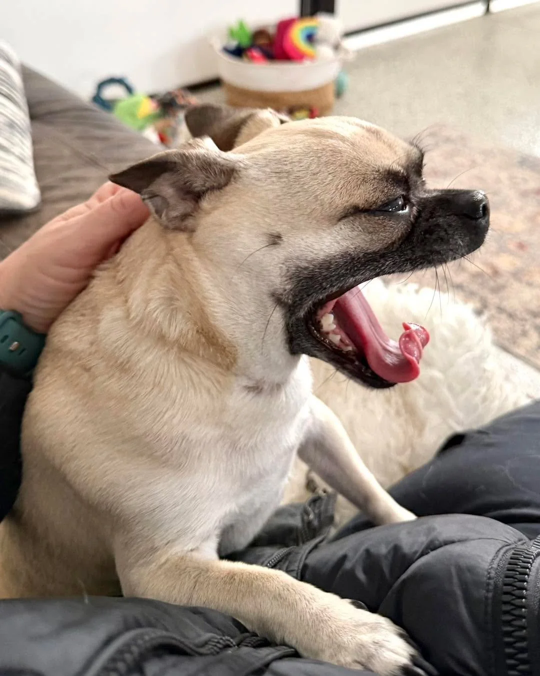 On a cold day, there is nothing better than cuddling on the couch!❄️ 🛋️🐶