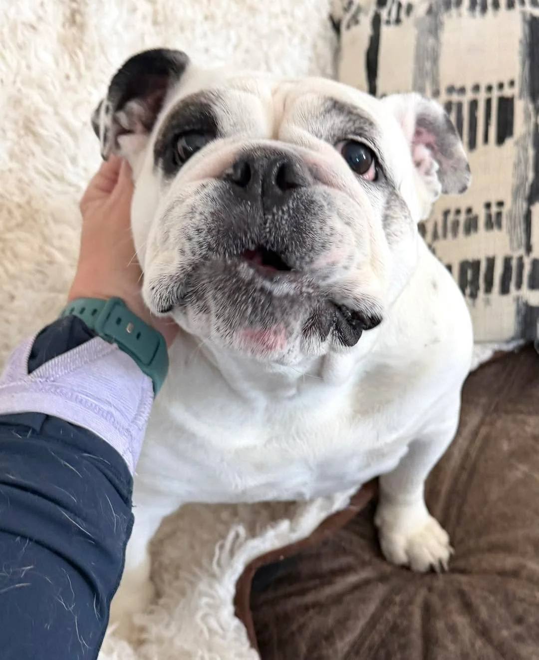 Cold but fun day🐾 Treat treasure hunts, couch cuddles, puzzles, destruction boxes, lick mats and a little fresh air to round it out. #dogsoftiktok #dogslife #dogsofinstaworld #dogsofinstagram #dogs #dogsparadise #dogspaday #dogstagram #boardingkenne