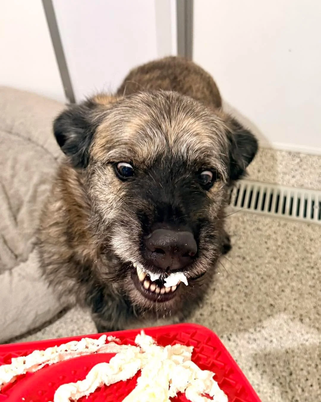 You know it&rsquo;s cold when it&rsquo;s too cold for the bear!🐻 🐶🐾 

#luxurydogboarding #doghotel #luxurydog #dogresort #minnesotadogs #dogboardinglife #minnesotadog #dogboarding #luxurydoghotel #dogspa #luxurydogs #mndogs #mydog #dogsoftiktok #d