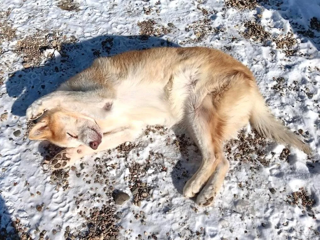Everyone was in the mood to either roll in the snow, on the couch or play keep away! 🎾🛋️

#minnesotadoggrooming #luxurydogboarding #doghotel #luxurydog #dogresort #minnesotadogs #dogboardinglife #minnesotadog #dogboarding #luxurydoghotel #dogspa #l
