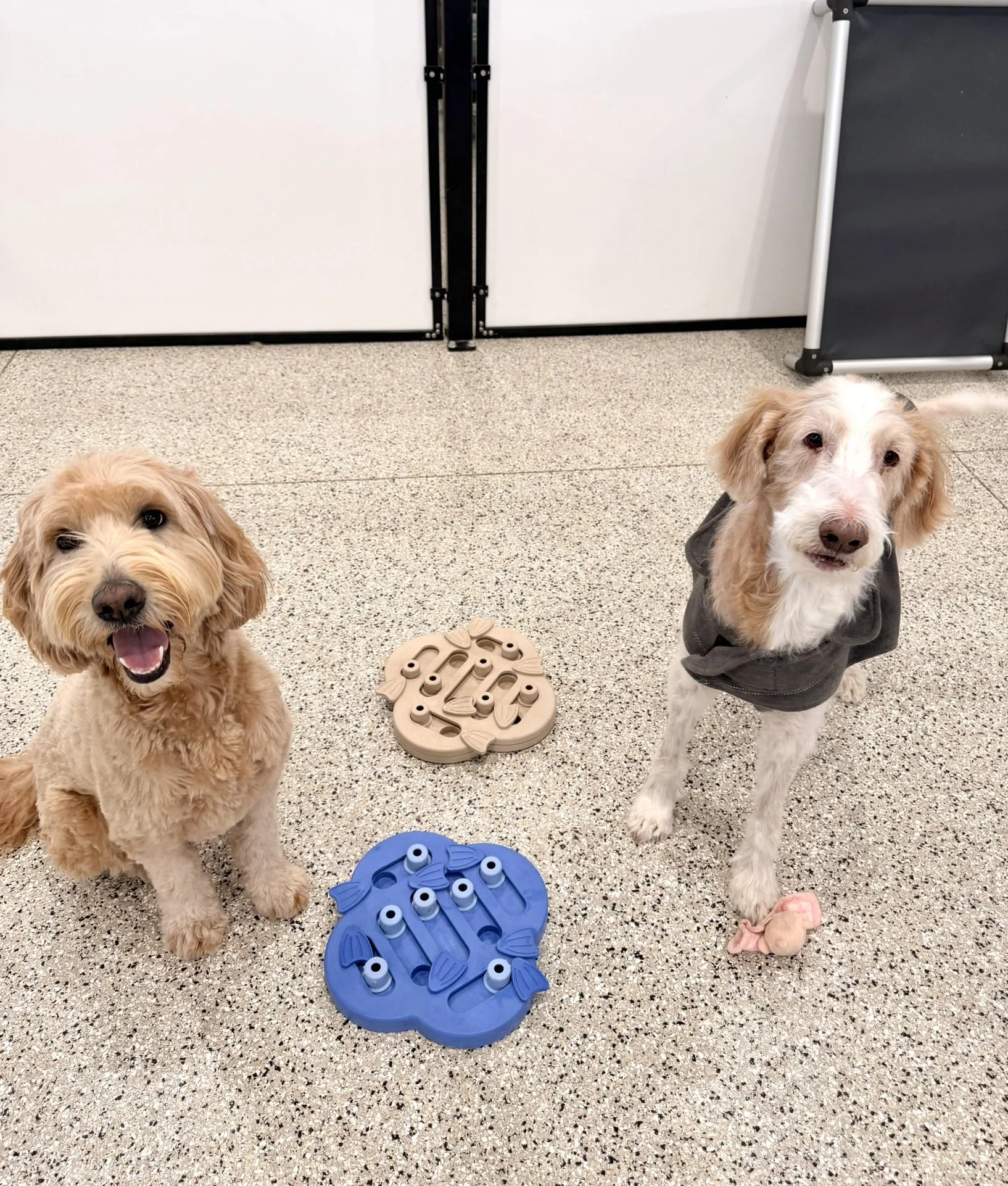 FEBRUARY at P-K Pet Resort &amp; Spa